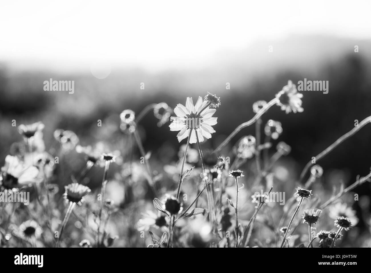 California flores silvestres capturados con la luz de la mañana. Foto de stock