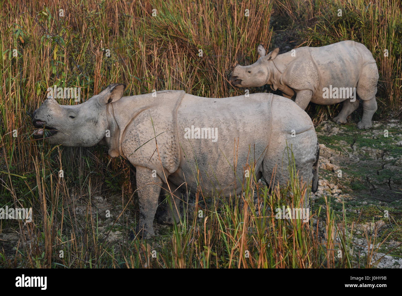 Pájaro rinoceronte fotografías e imágenes de alta resolución Alamy