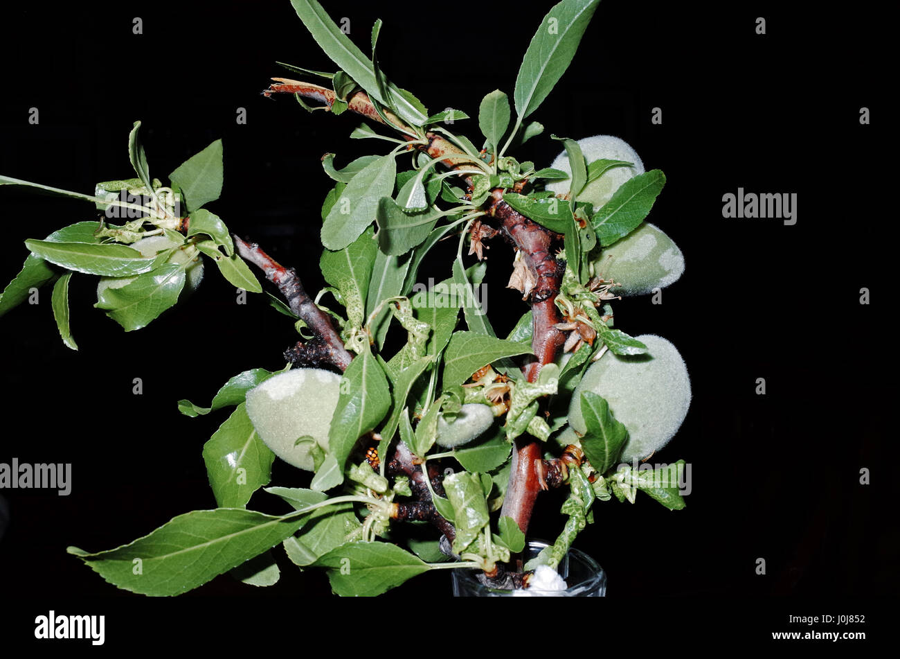 La fruta de almendra (amygdalus comunis) Foto de stock