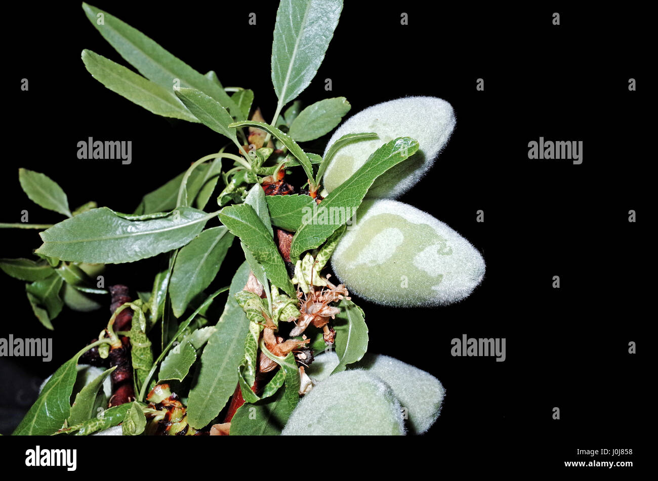 Los frutos de la almendra (Amygdalus communis) Foto de stock