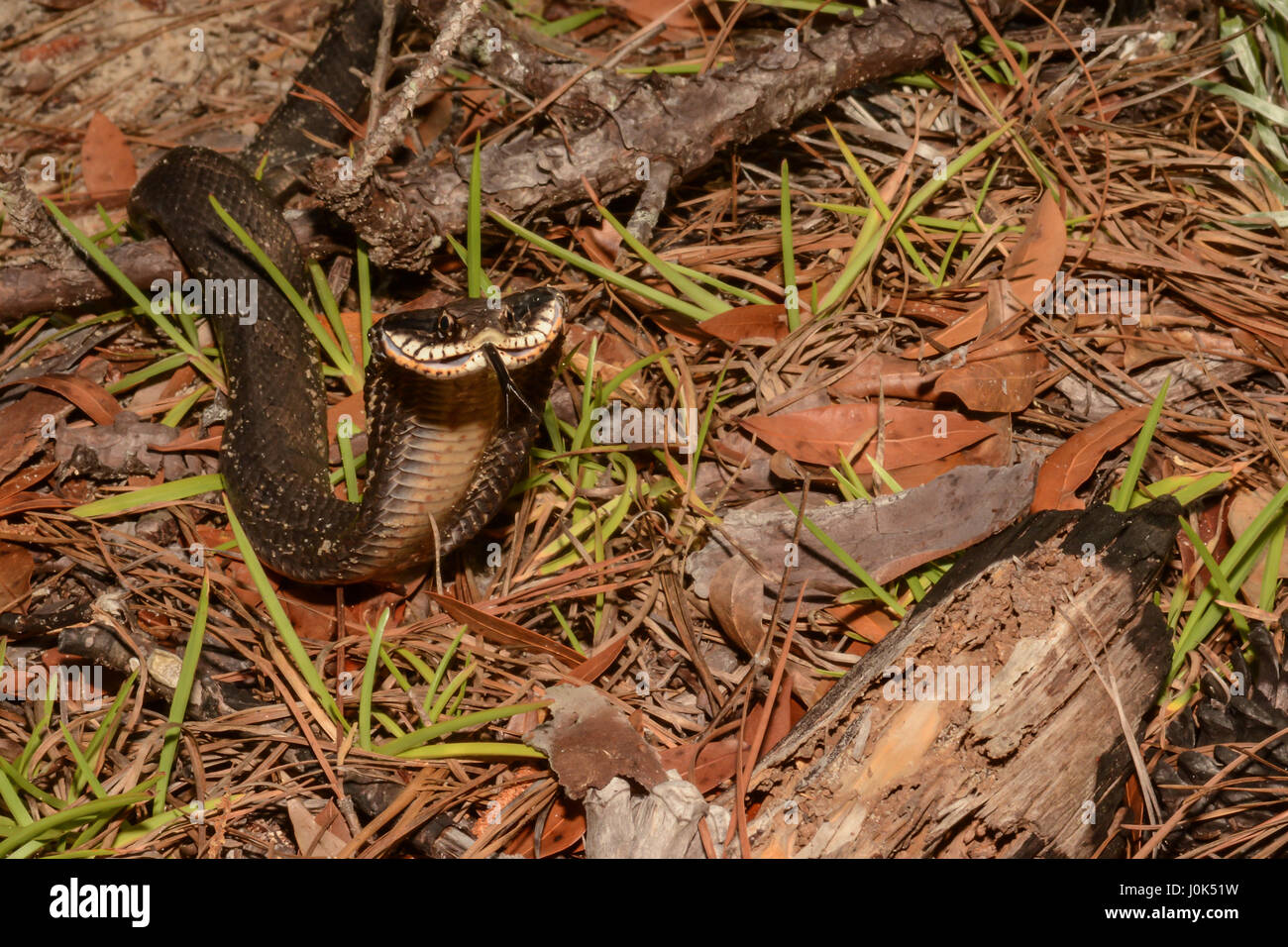 Una Oriental Hognose Snake mostrando es el capó mientras intenta huir. Foto de stock