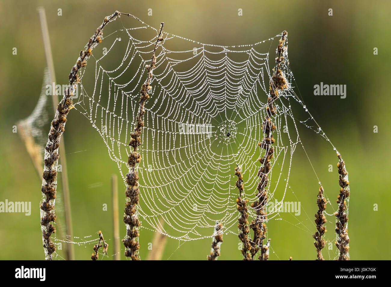 Misty mañana araña estiran a través de plantas silvestres en la pradera ubicación waltham brooks Pulborough UK wet brillantes hilos de seda brillan en la luz del sol Foto de stock