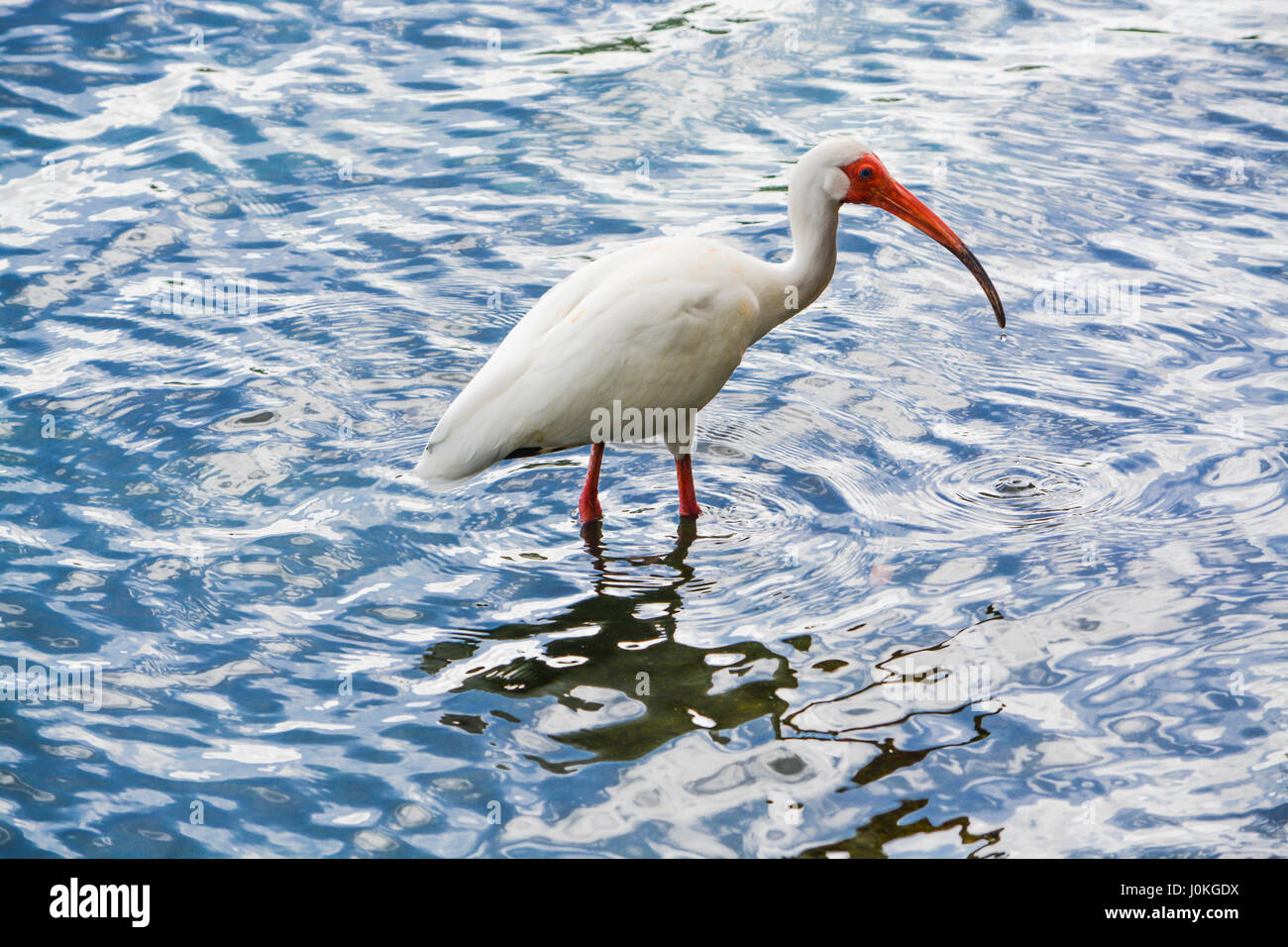 Un americano blanco (Eudocimus albus) vadeando en busca de alimento en el agua de Lake Eola en Orlando, Florida. Foto de stock