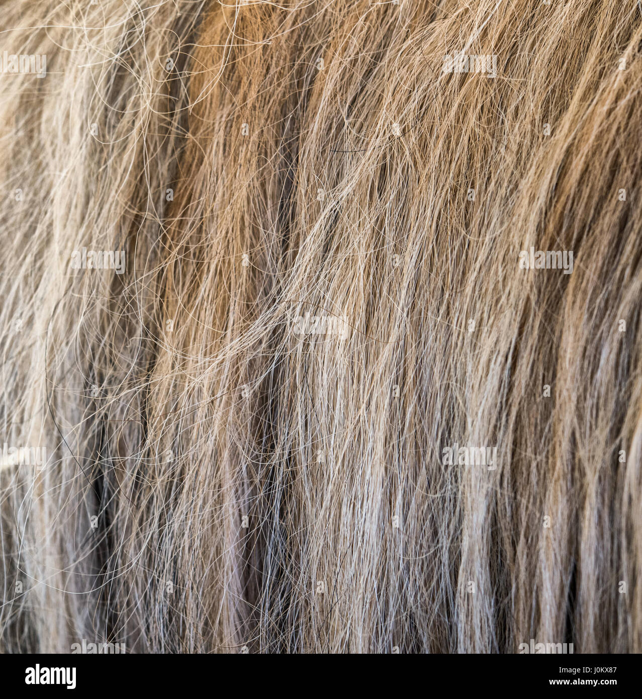 Crin de caballo natural textura del fondo Fotografía de stock - Alamy