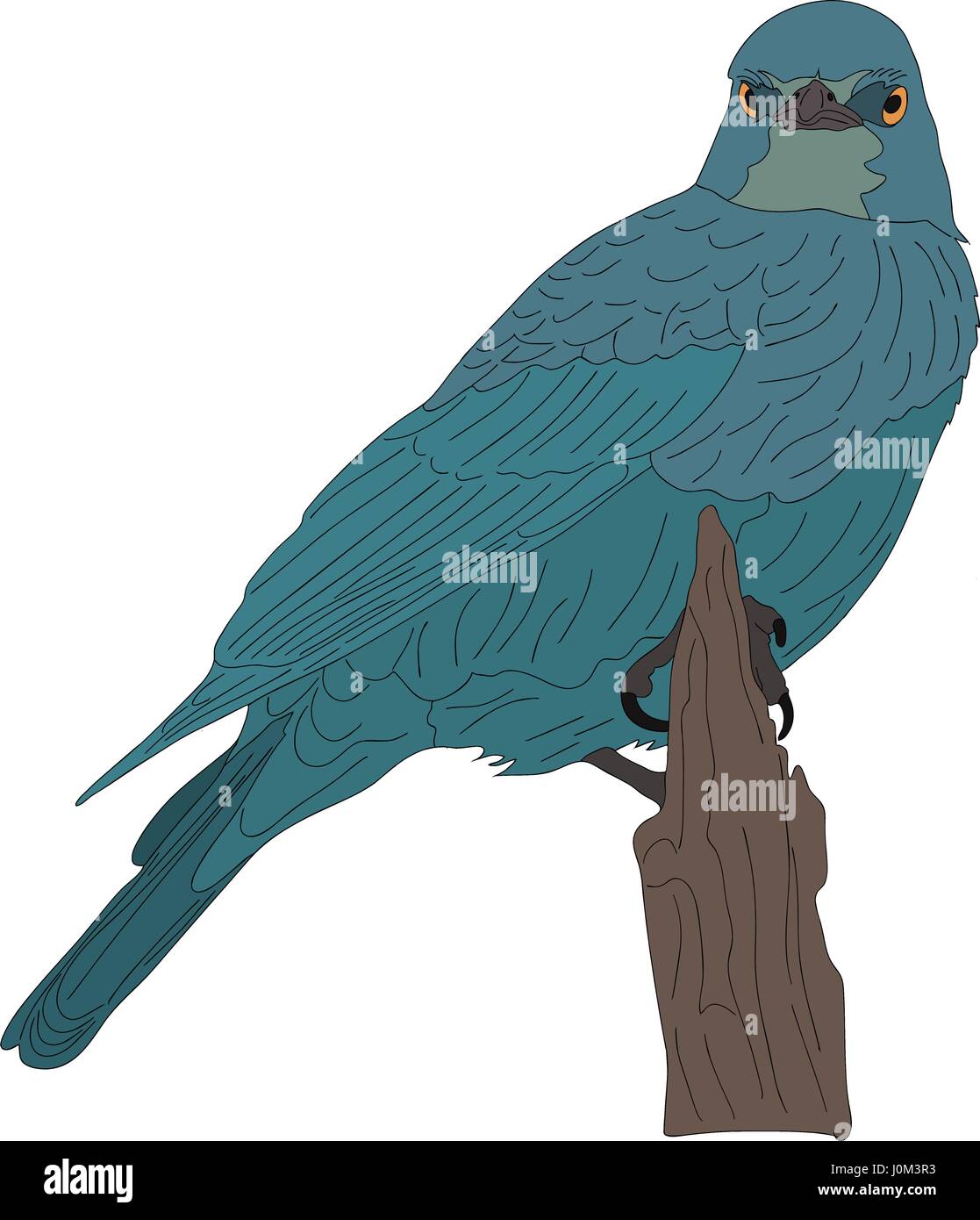 Retrato de un salvaje burchell's starling en una rama de un árbol Ilustración del Vector