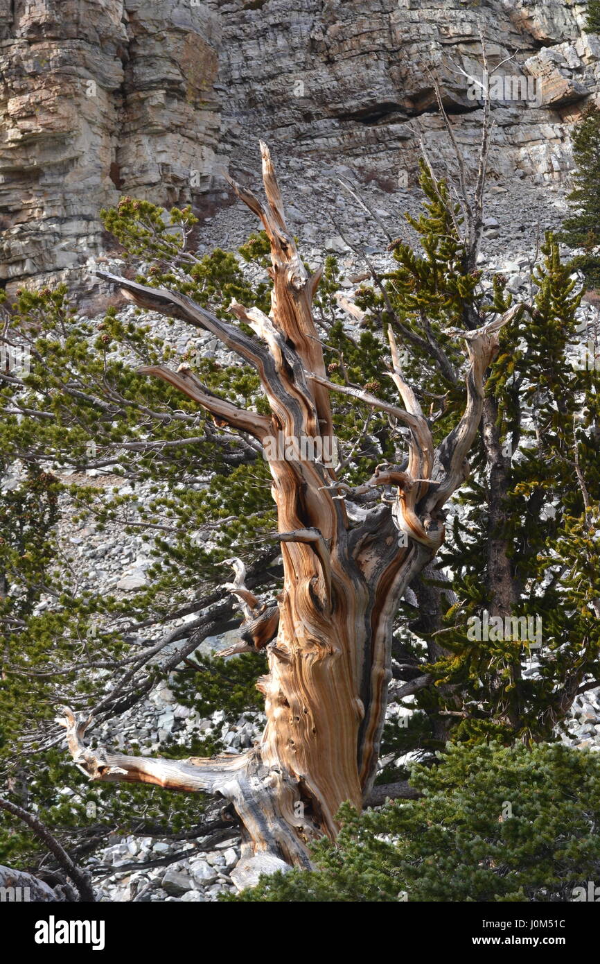 Cono de cerda de pino de Great Basin National Park, Nevada Foto de stock
