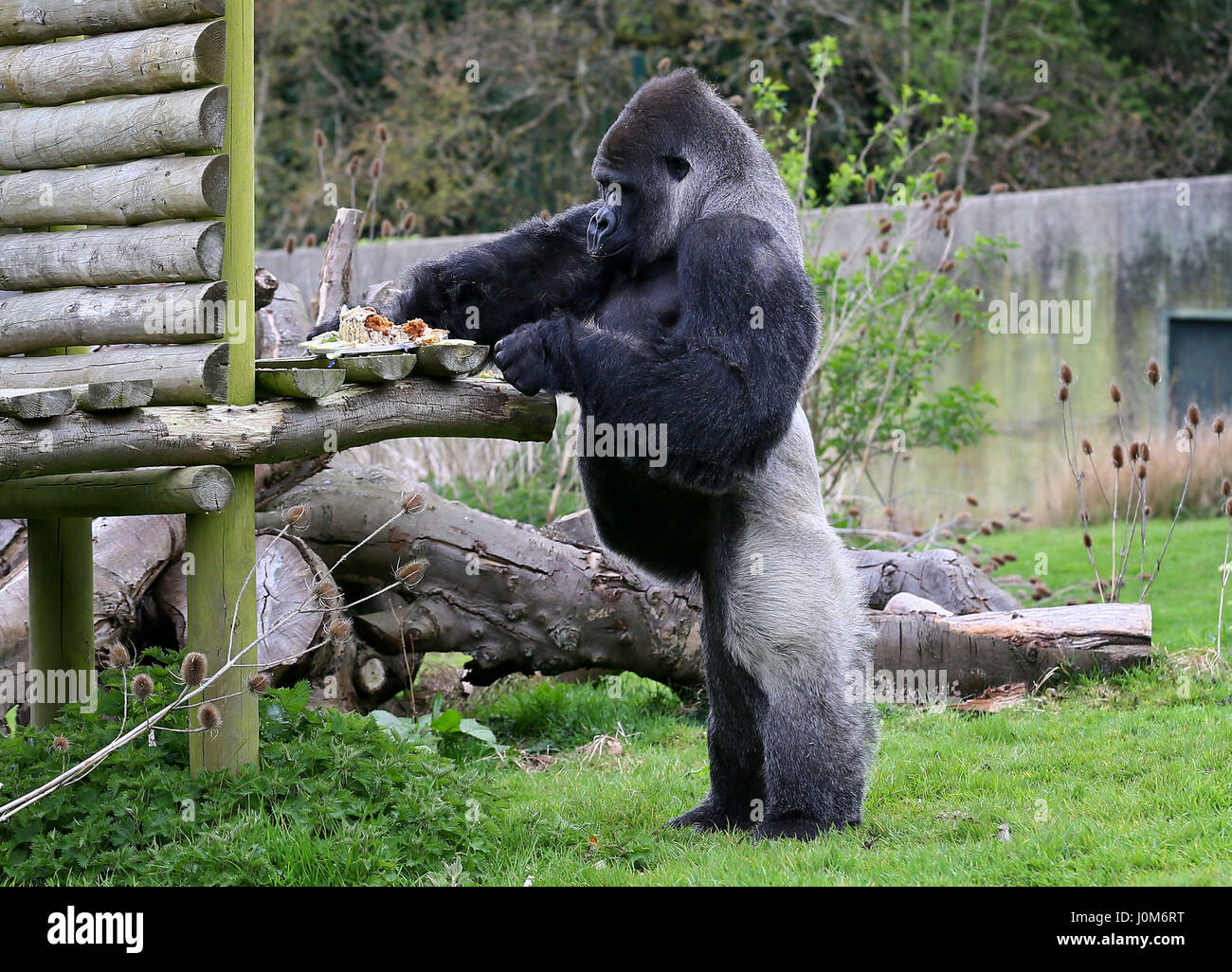 Espalda plateada más grande fotografías e imágenes de alta resolución -  Alamy