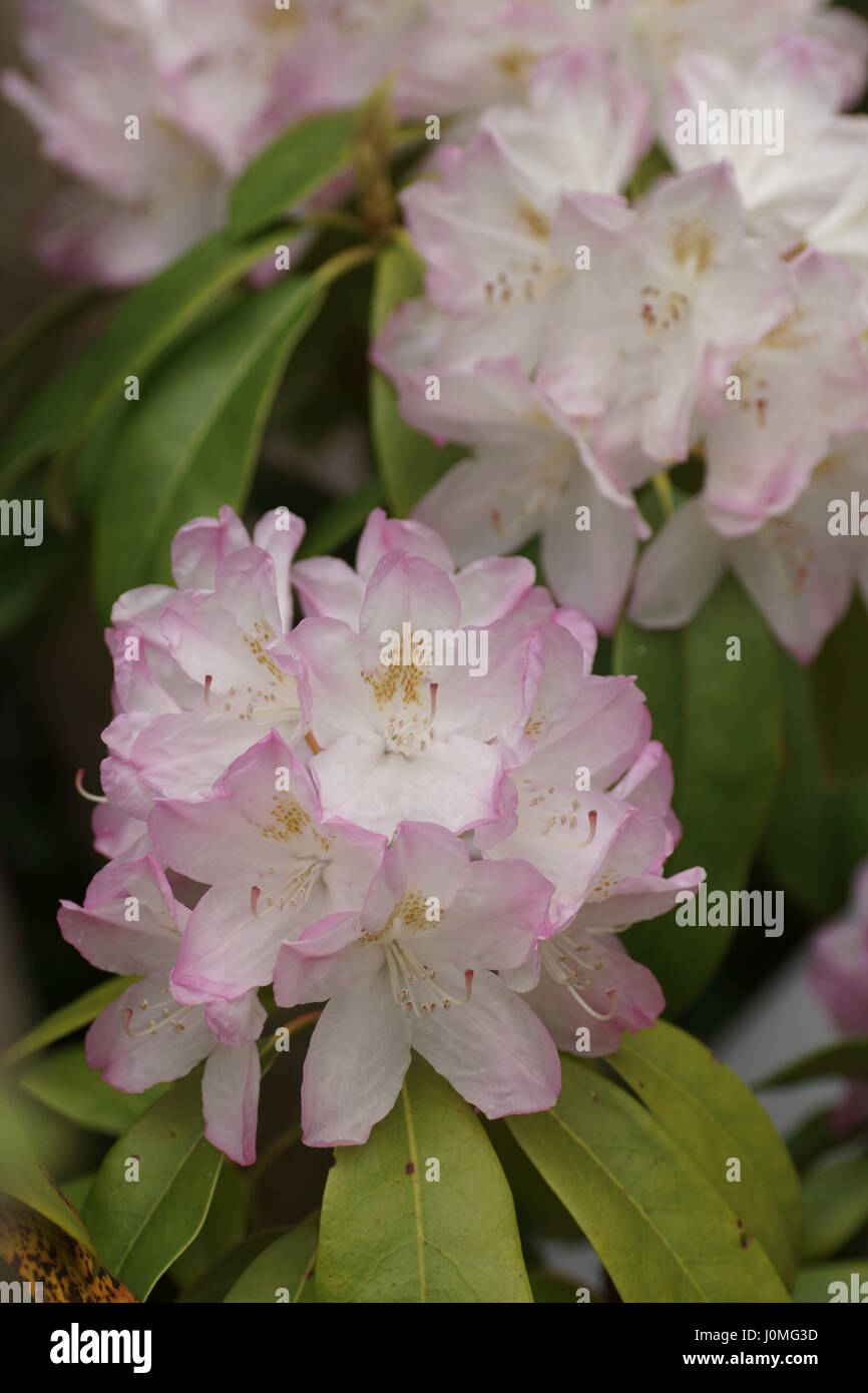 Rhododendron 'Sweet sencillez' Foto de stock