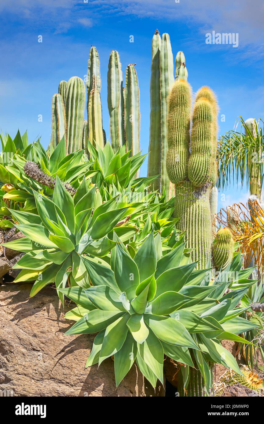 Jardín de Cactus, Gran Canaria, España Foto de stock