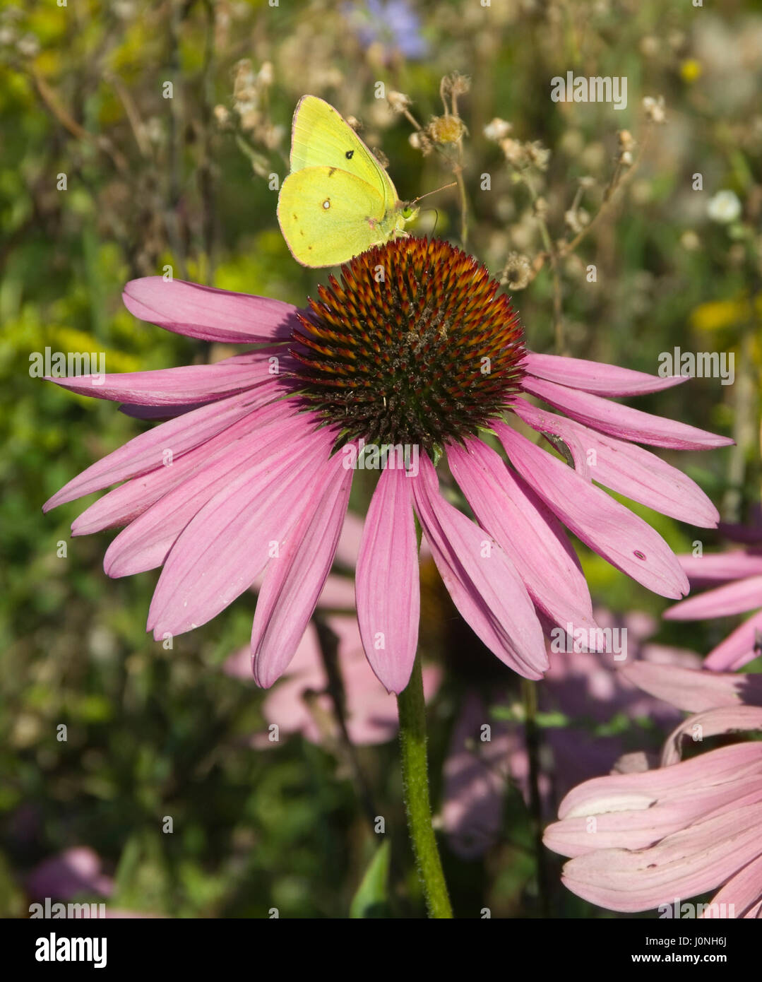 Azufre común, Colias philodice mariposas en Purple Coneflower Foto de stock