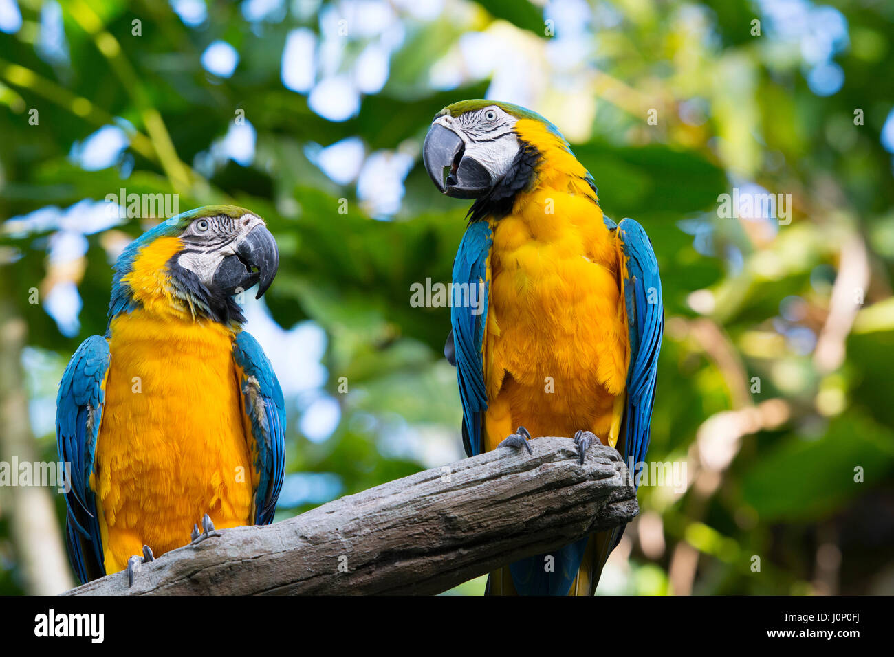 Los Loros guacamayo azul y oro amarillo, Ara ararauna, Aves Foto de stock