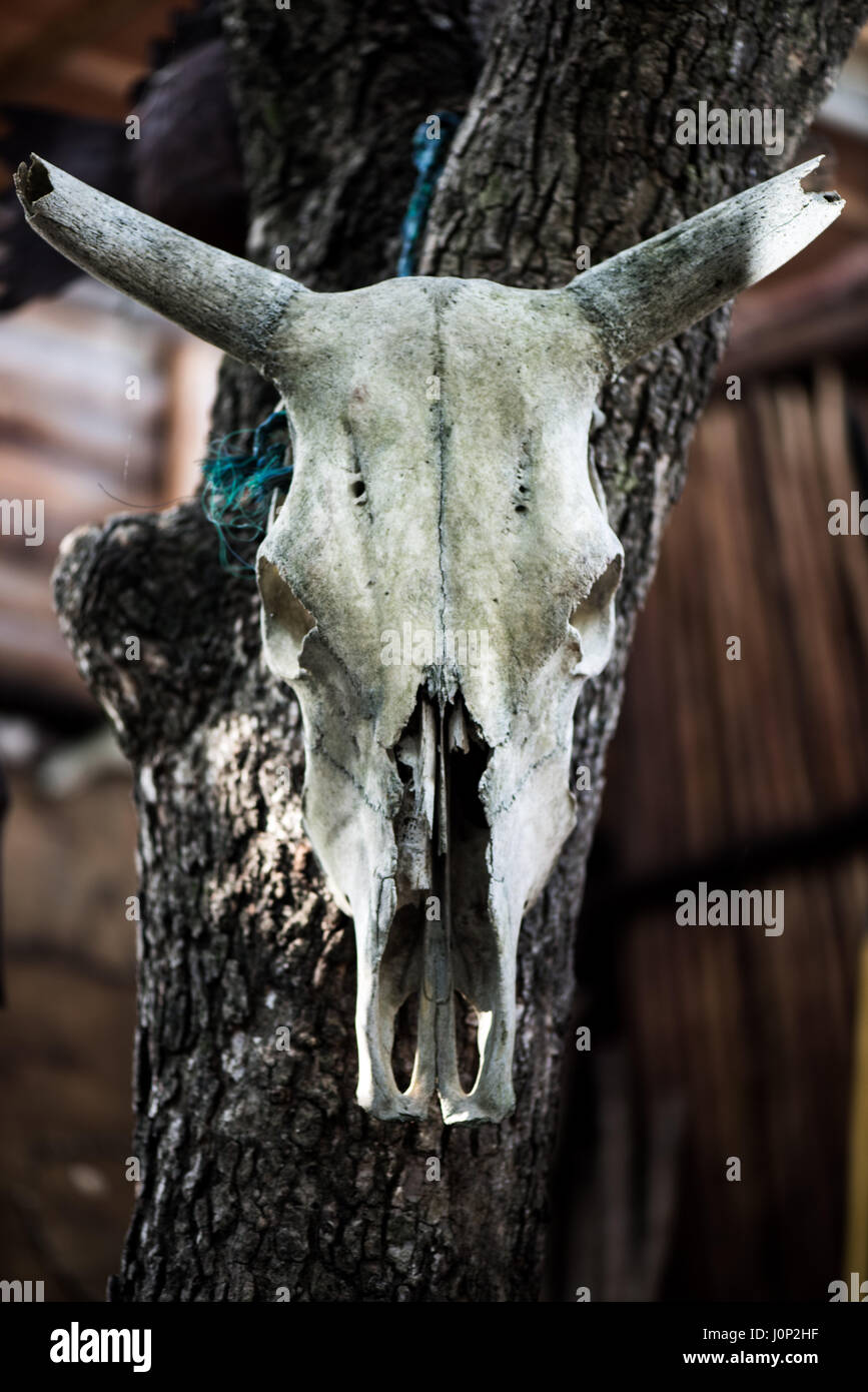 Un cráneo clavado a un árbol en la Pondoland Mtentu River Lodge, en el litoral oriental de Sudáfrica Foto de stock