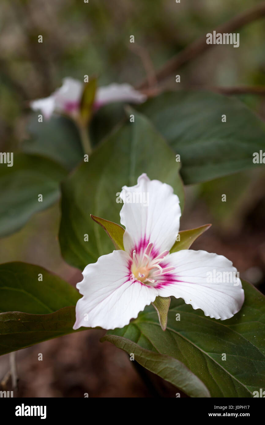 La Trillium pintada puede ser hallada creciendo en suelos altamente ácidas, generalmente en la sombra de los árboles (pinos, etc.) que el amor los suelos ácidos. Pueden ser encontrados en la parte oriental de los Estados Unidos, más prominantly principalmente en el norte. Su característica sobresaliente es el rosa/rojo una V invertida en la base de cada pétalo. Foto de stock