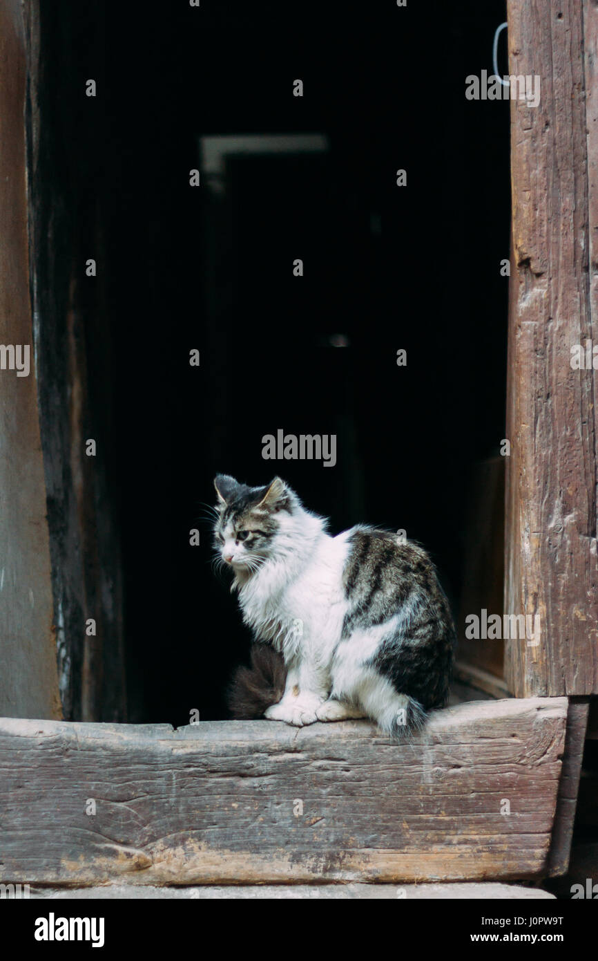 Cara de gato negro triste fotografías e imágenes de alta resolución -  Página 3 - Alamy