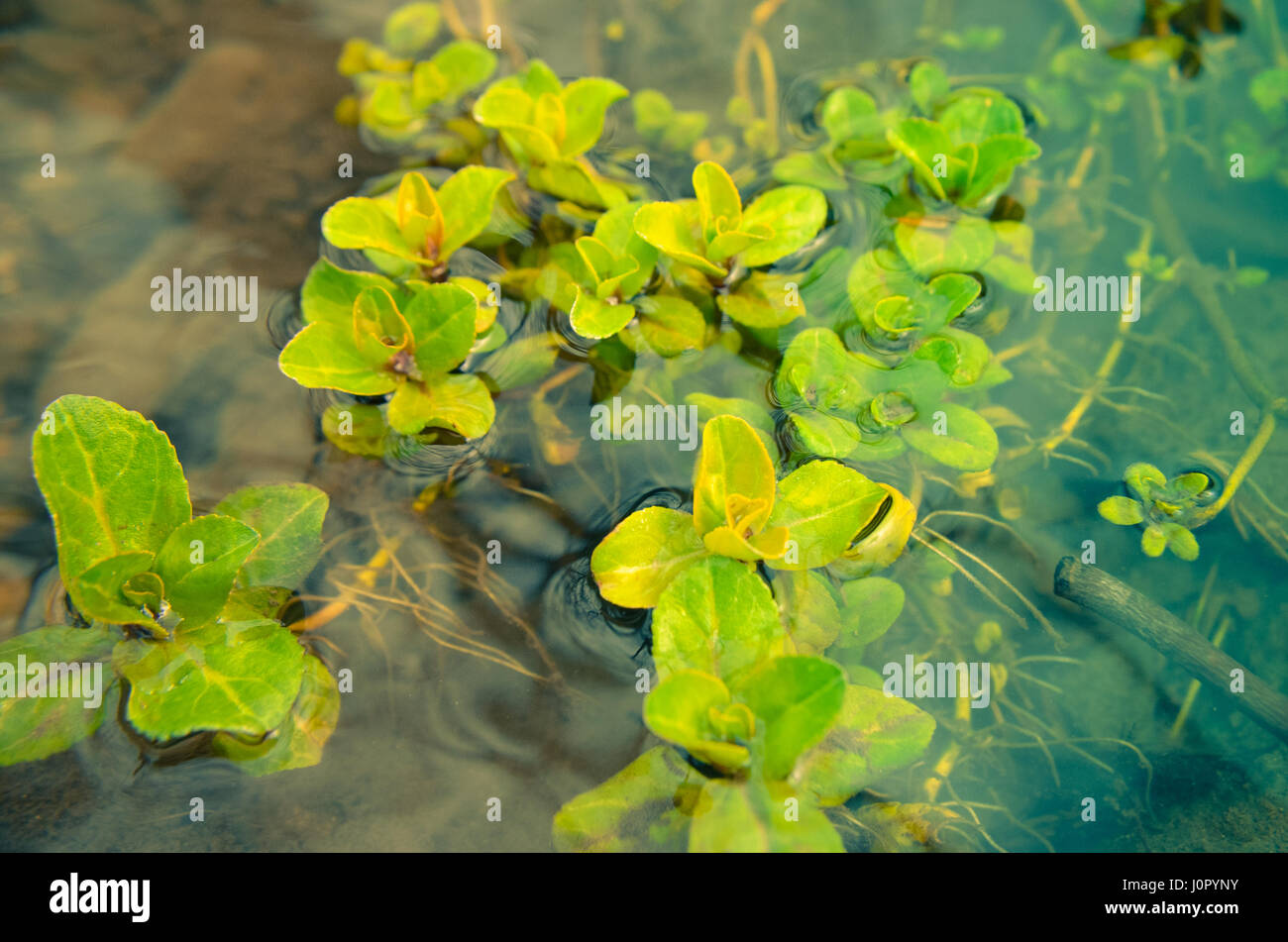 Las plantas algas de agua en el río Fotografía de stock - Alamy