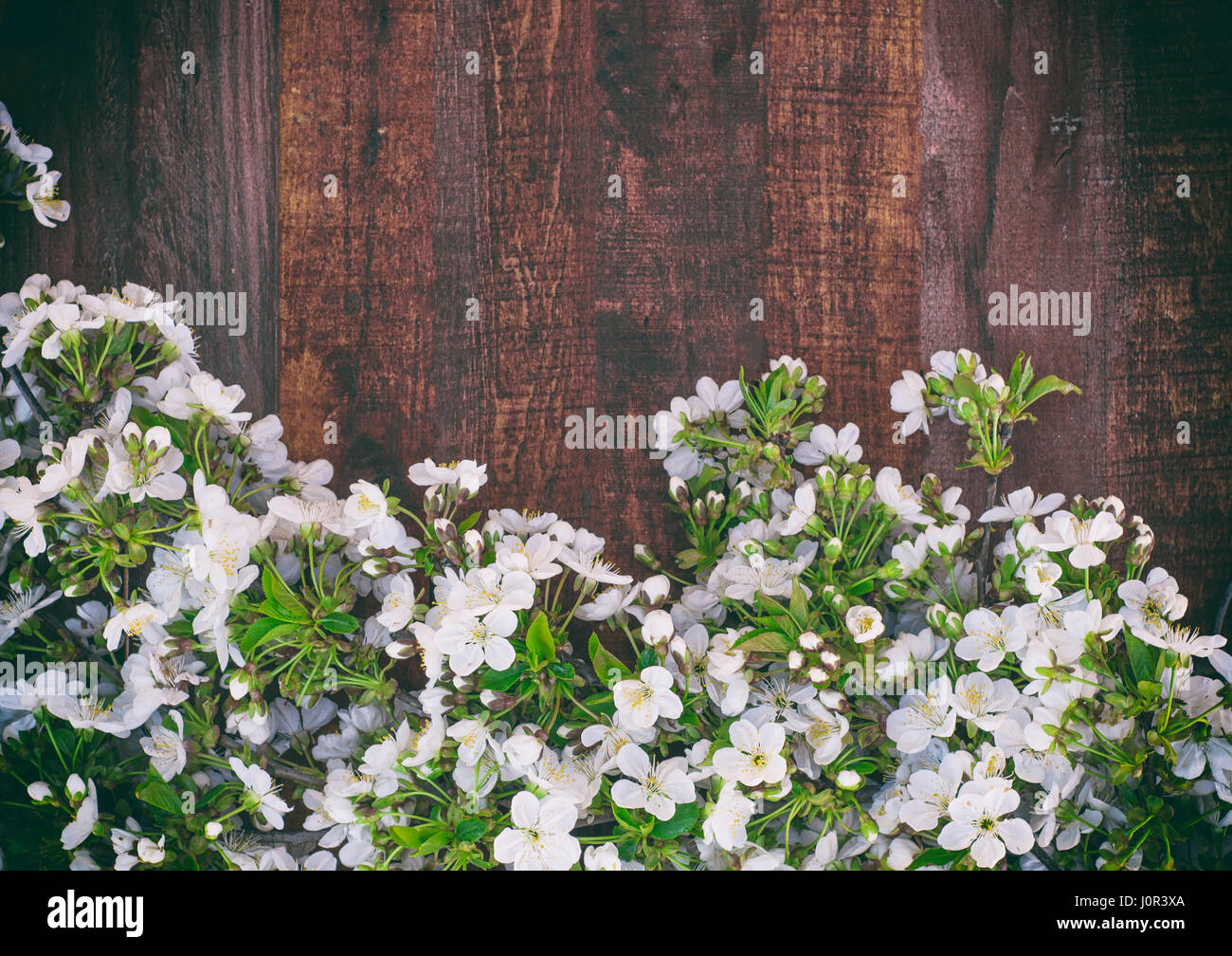 Las ramas de los cerezos en flor en una superficie de madera marrón, un espacio vacío en la parte superior Foto de stock