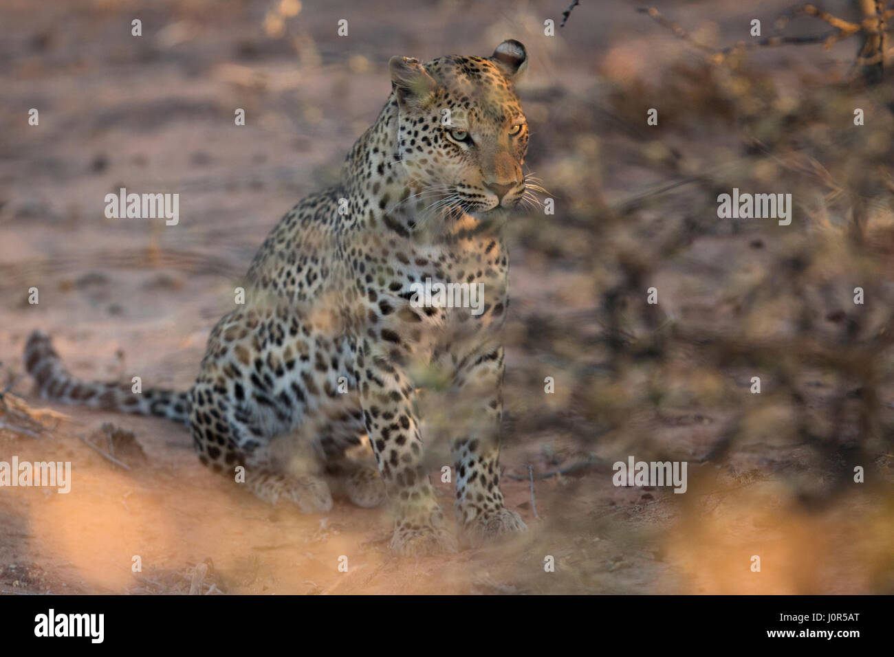 Leopardo en el Parque Nacional de Etosha, Namibia Foto de stock