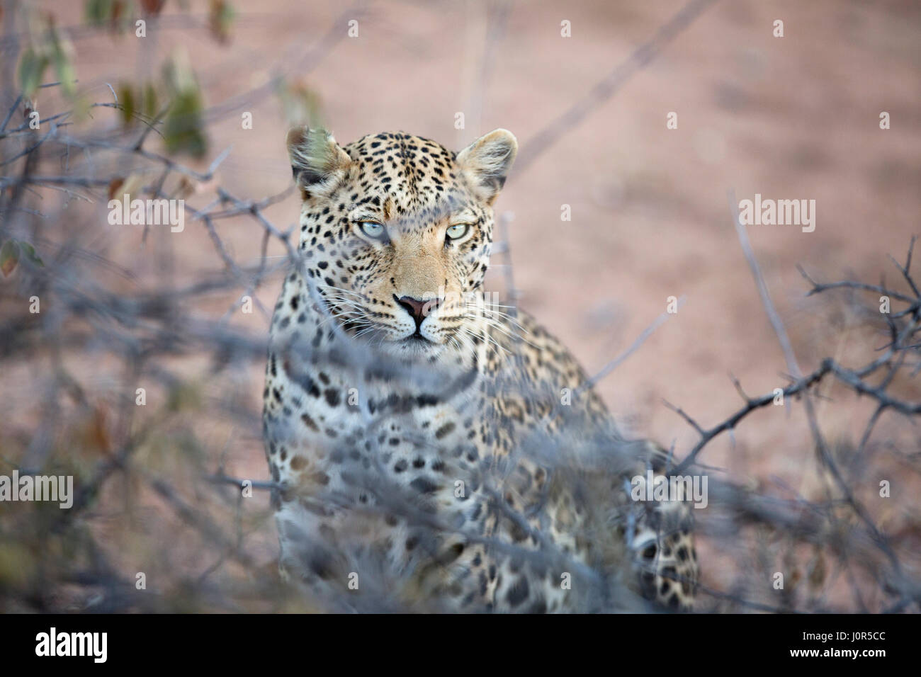 Retrato de un leopardo Foto de stock