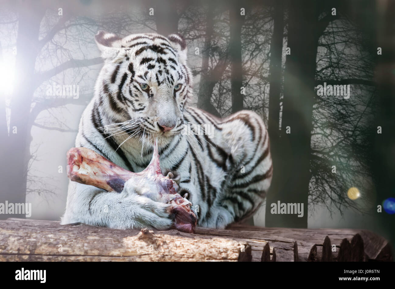 Tigre Blanco Comiendo