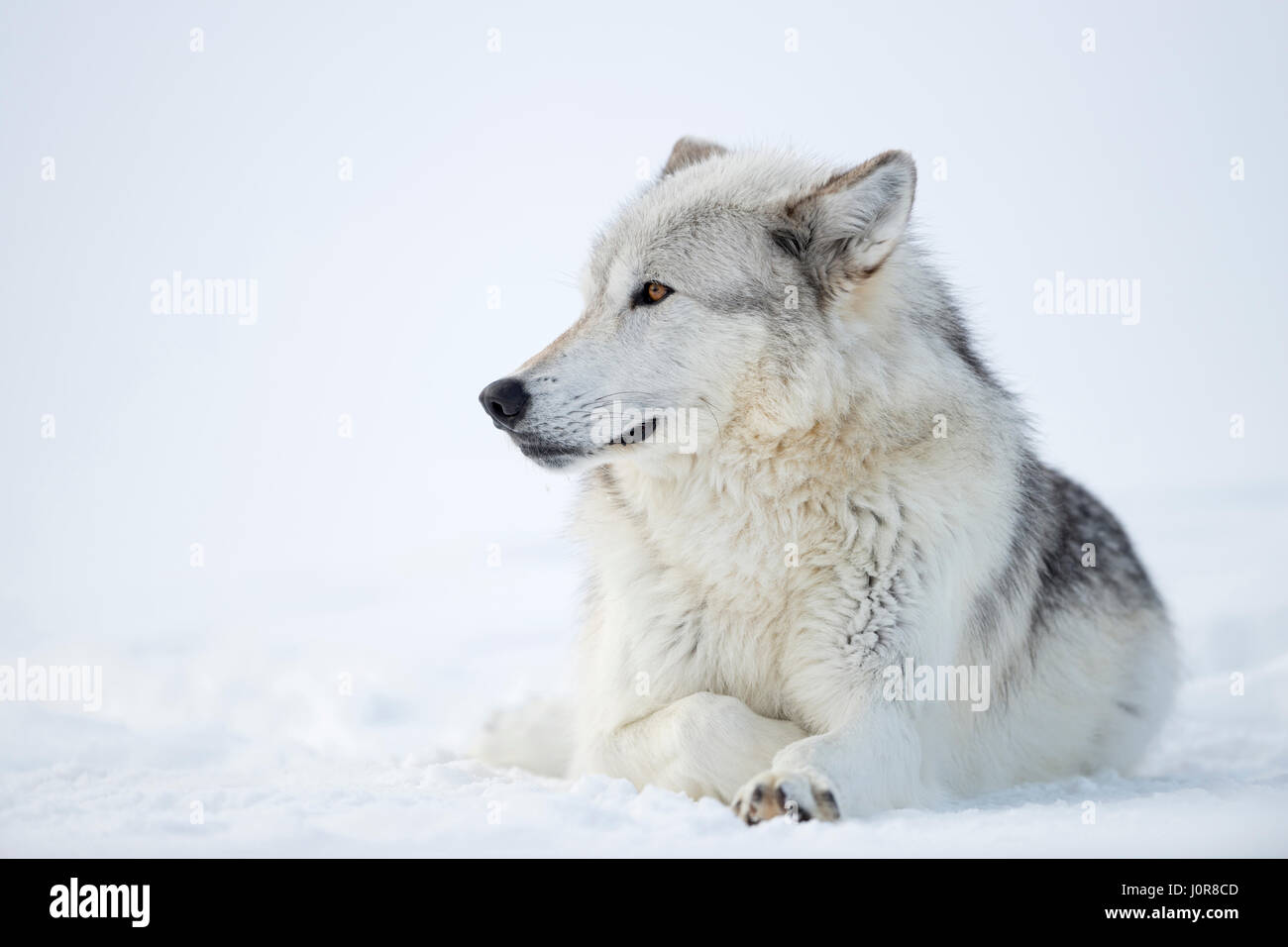 Lobo gris / Grauwolf ( Canis lupus ), adulto tumbado en la nieve, piel de invierno, hermosos ojos de color ámbar dorado, Yellowstone, ESTADOS UNIDOS. Foto de stock