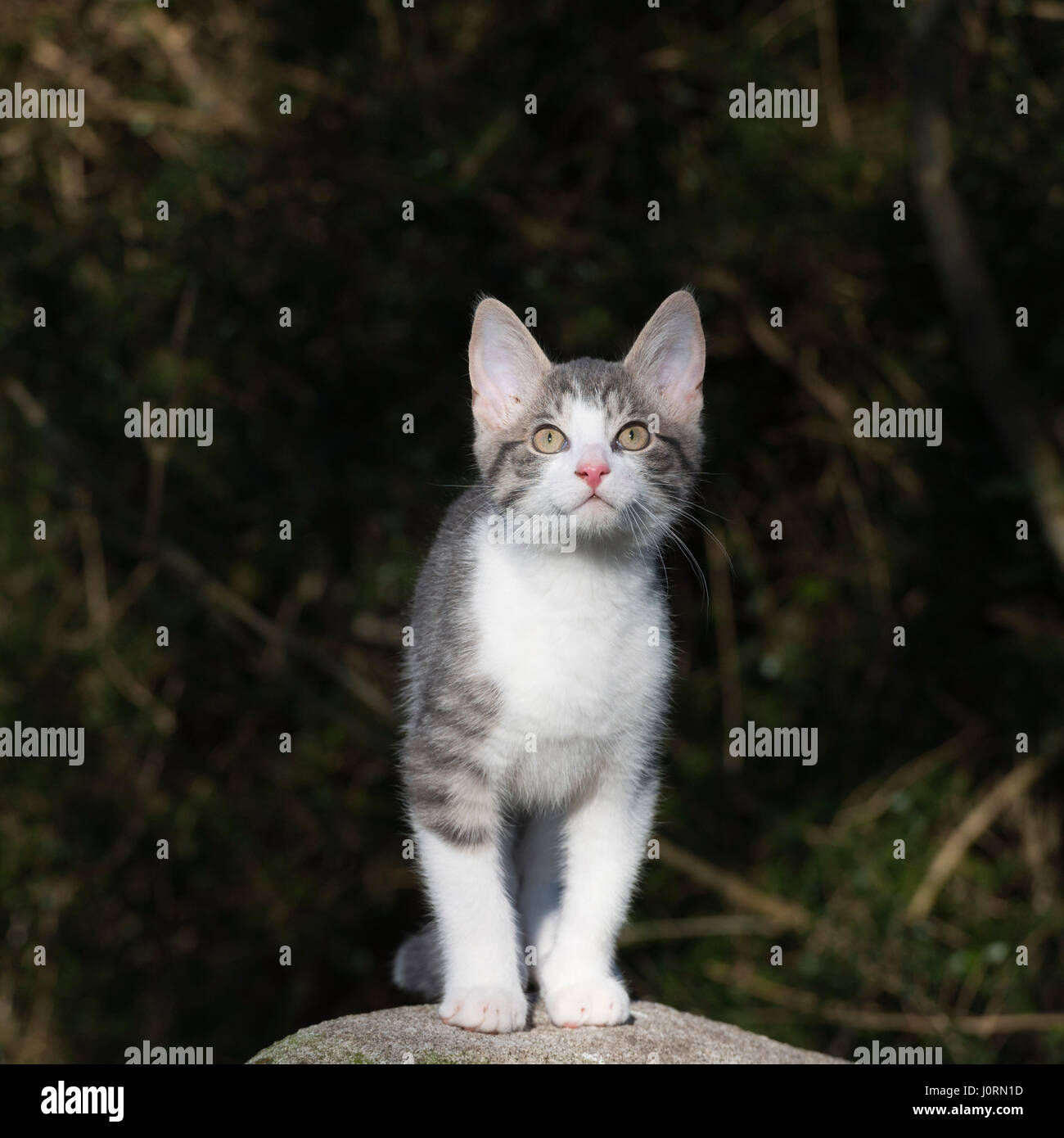 Un gatito gris y blanco parado en un Boulder mirando Hacia arriba Foto de stock
