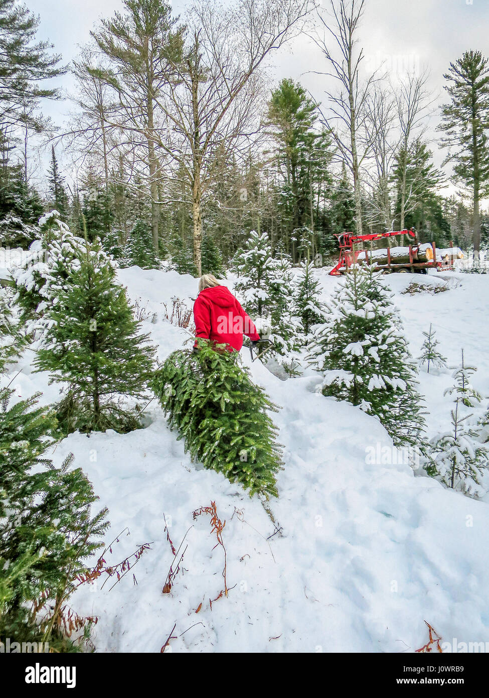 Una mujer en un rojo brillante Chaqueta invierno arrastra su árbol de Navidad cortar a través de la profundidad de la nieve en una granja de árboles de Navidad en el norte de New Hampshire, Estados Unidos. Foto de stock
