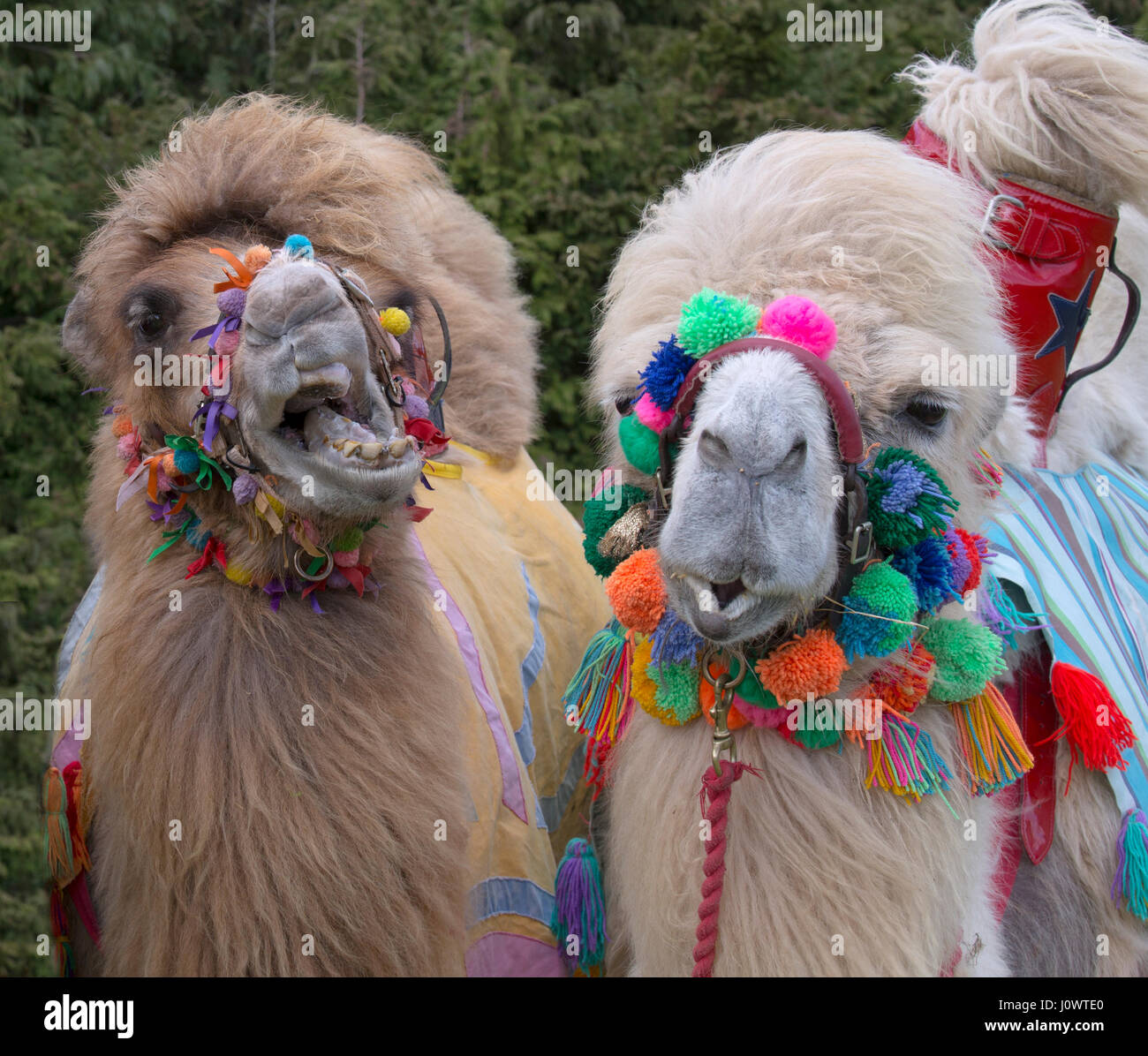 Domesticados camellos bactrianos Camelus bactrianus utilizados para carreras de camellos Foto de stock