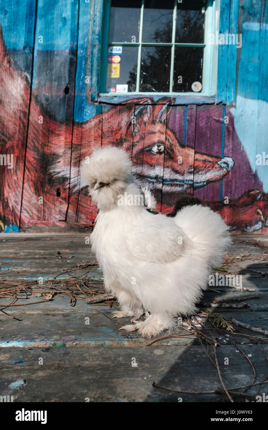 Un blanco Silkie pollo, Gallus gallus domesticus, de pie delante de un colorido graffiti de un zorro en Bayfield, Ontario, Canadá. Foto de stock