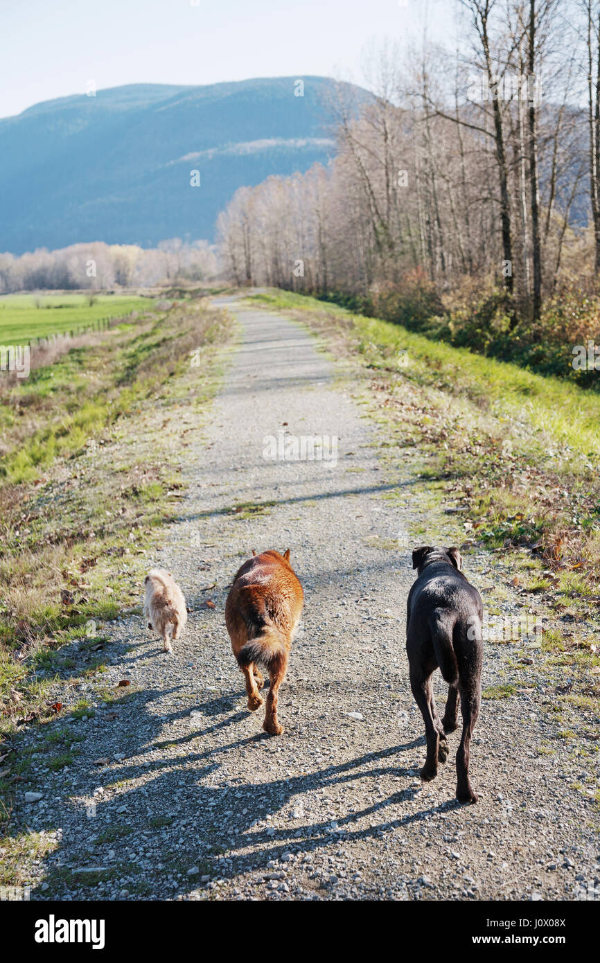triatlón Generalmente abrigo Tres perros caminando por un dique del río Fraser Publicado propiedad PR  Calabaza1.pdf PR Xaviar1.pdf PR Abby1.pdf Fotografía de stock - Alamy