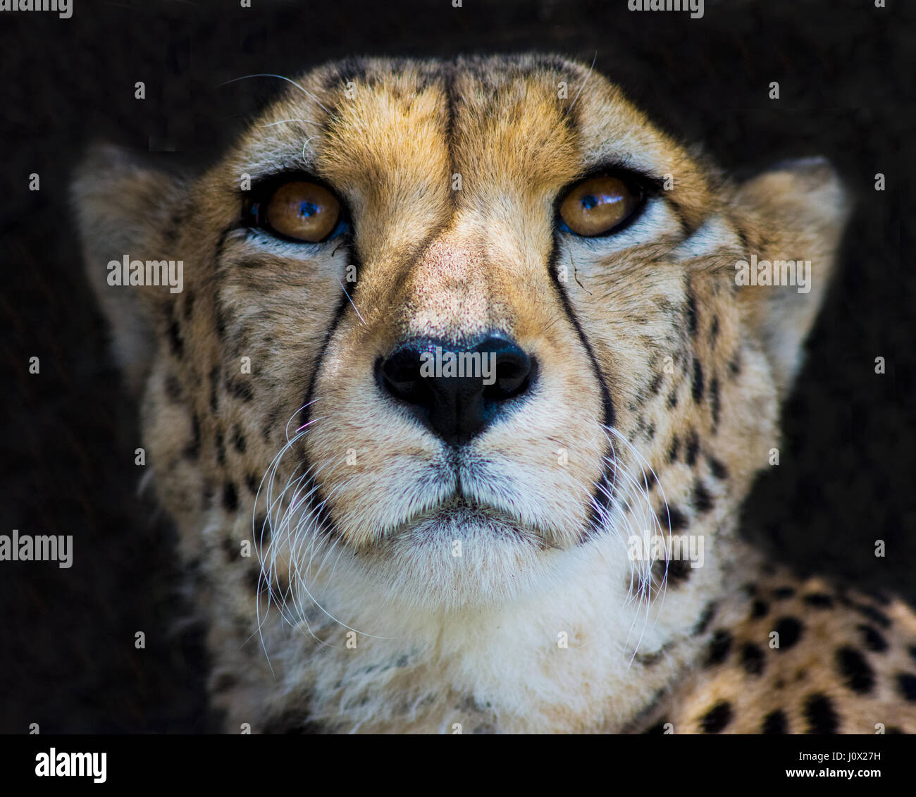 Retrato de un guepardo, Limpopo, Sudáfrica Foto de stock