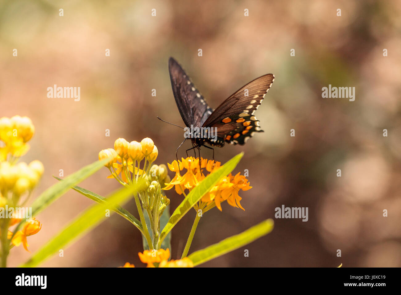 Especie de mariposa, Pterourus Spicebush Troilo, en un jardín en primavera Foto de stock