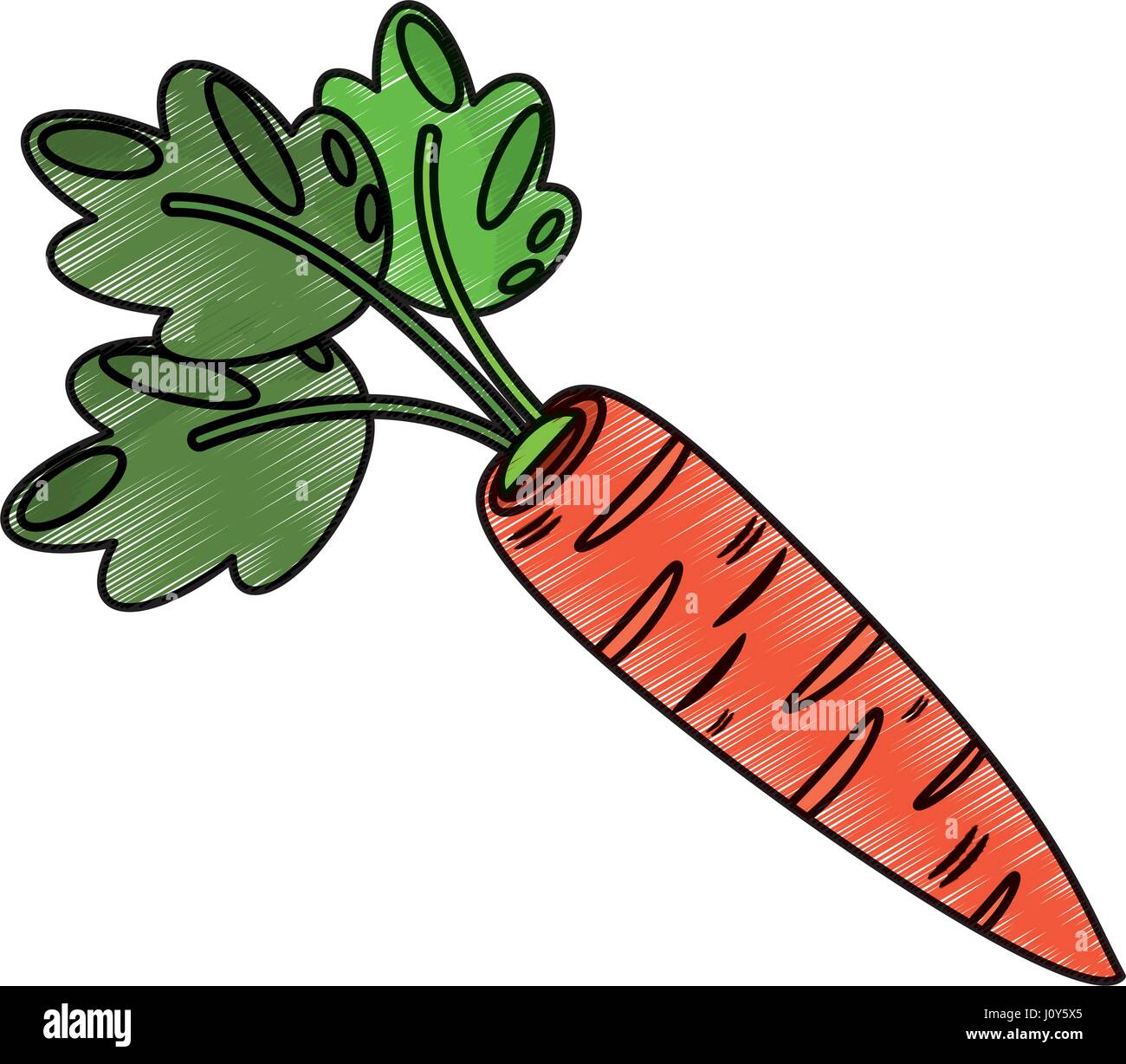 Dibujo de nutrición alimentaria zanahoria Imagen Vector de stock - Alamy