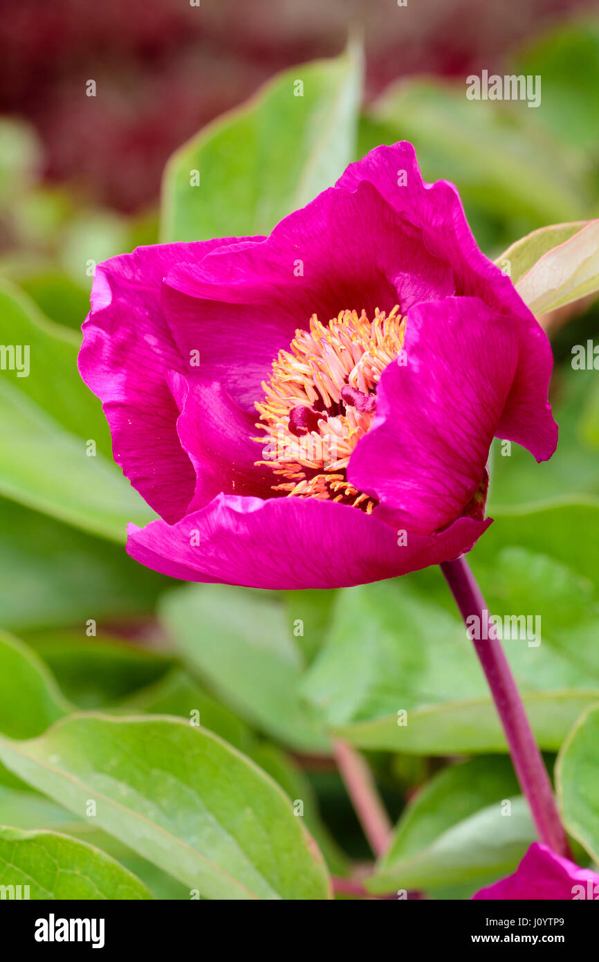 Las flores de la primavera rosa roja brillante del robusto herbáceo, peonía Paeonia "Aurelia" Foto de stock