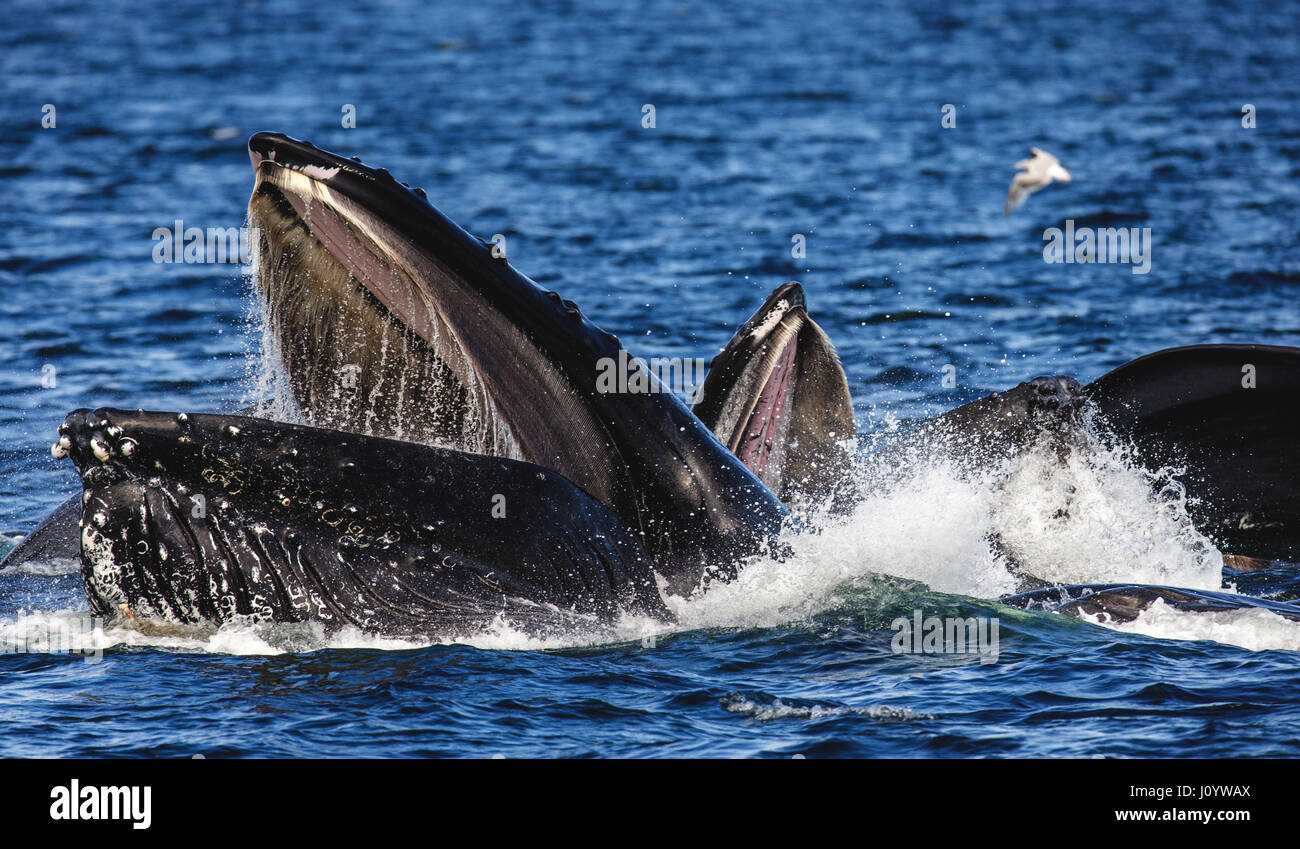 La cabeza y la boca de la ballena jorobada por encima de la superficie del agua de cerca en el momento de la cacería. Chatham estrecho ámbito. Alaska. Ee.Uu.. Foto de stock