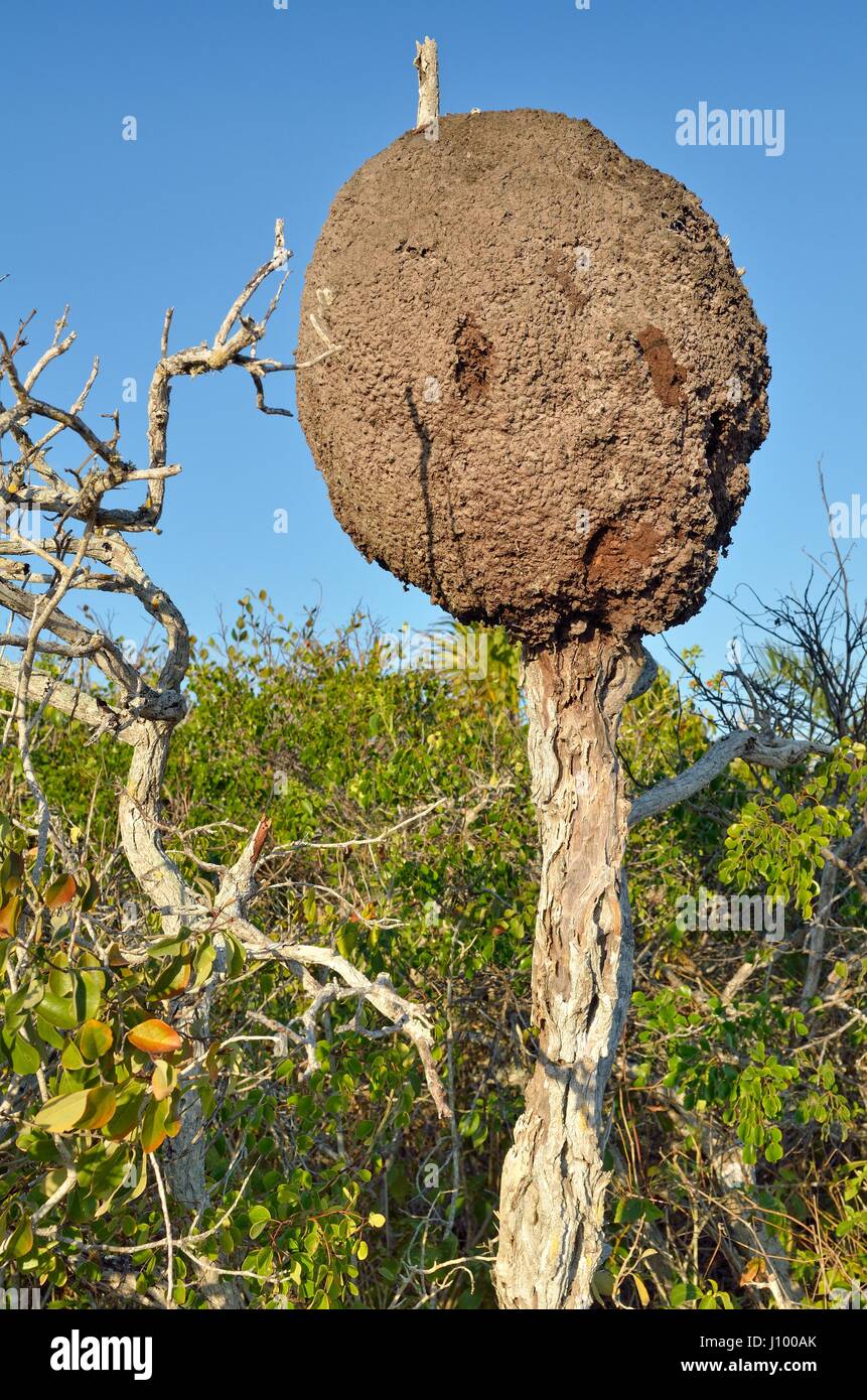 Las termitas en árbol muerto, Las Coloradas, Yukatan, México Foto de stock