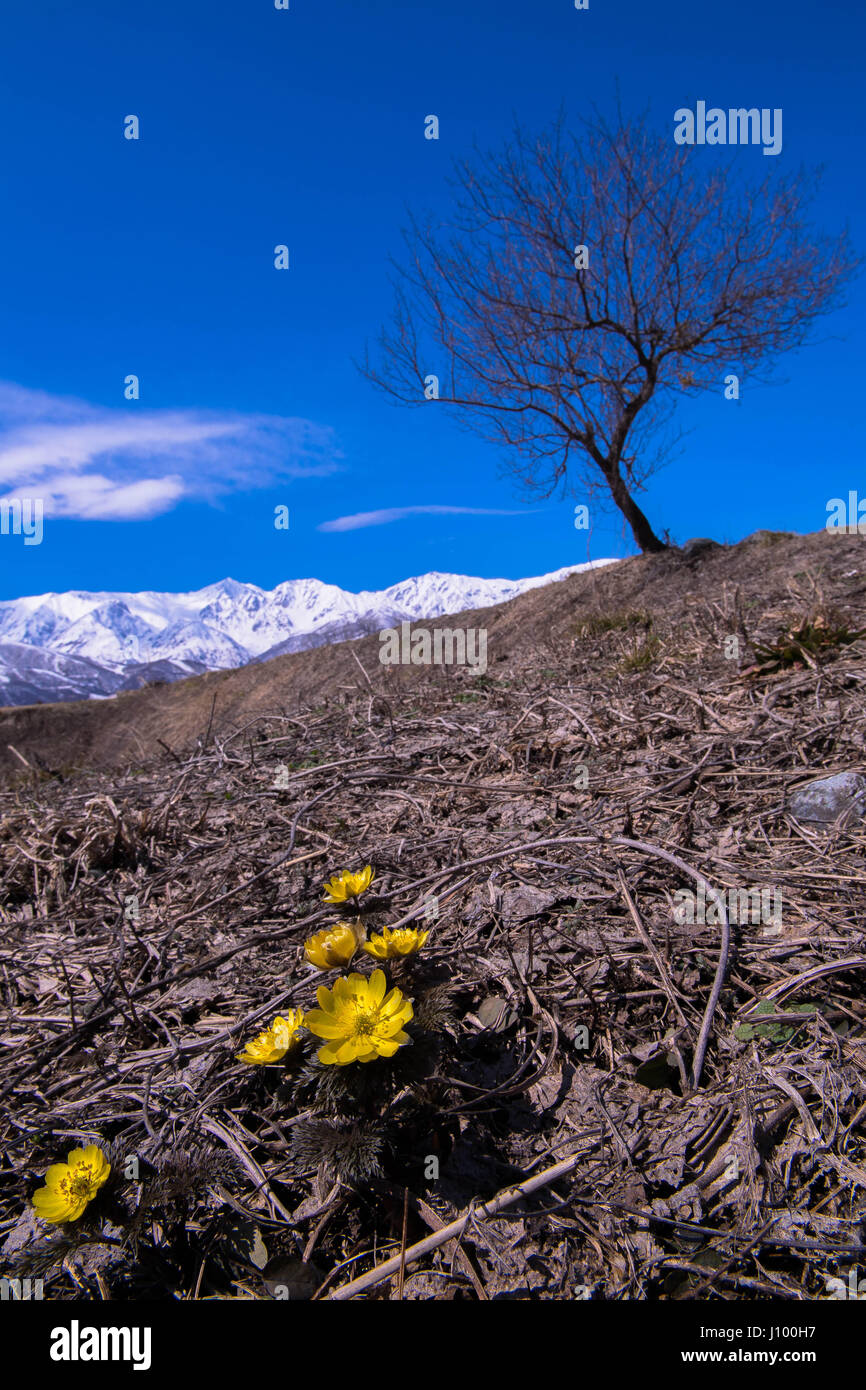 Amur Adonis Fotos E Imagenes De Stock Alamy