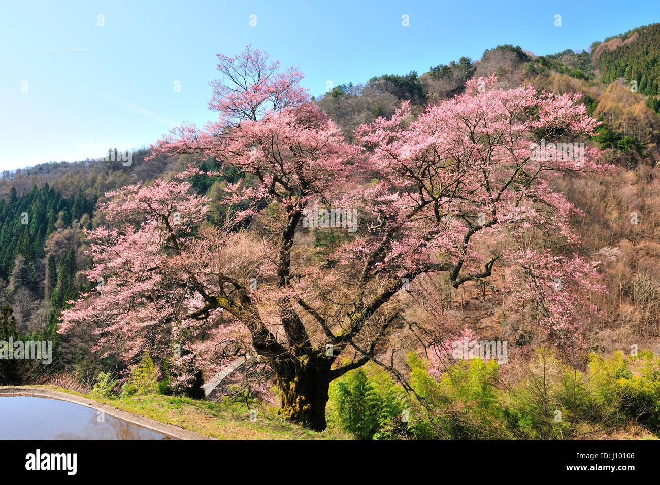 Los Cerezos en flor, Komatsunagi, Nagano, Japón Foto de stock