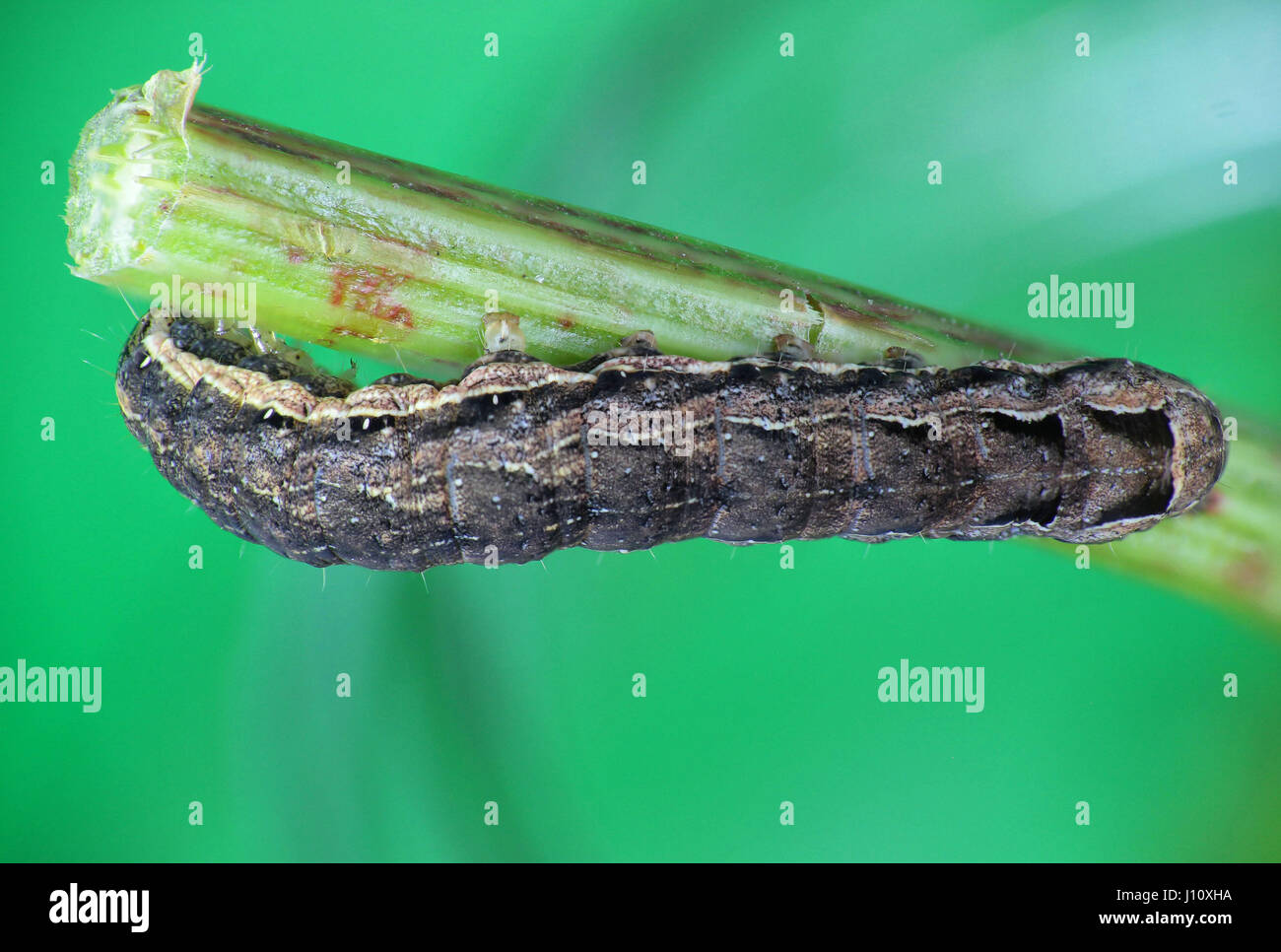 Menor polilla subalares amarillo caterpillar, enfoque Macro imagen apilada Foto de stock