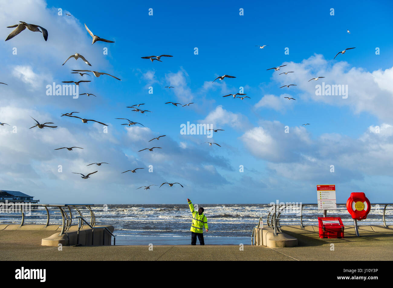 Gaviotas en Blackpool, Reino Unido está siendo alimentado por un hombre en un hi-vis chaqueta con un cielo azul y copie el espacio. Foto de stock