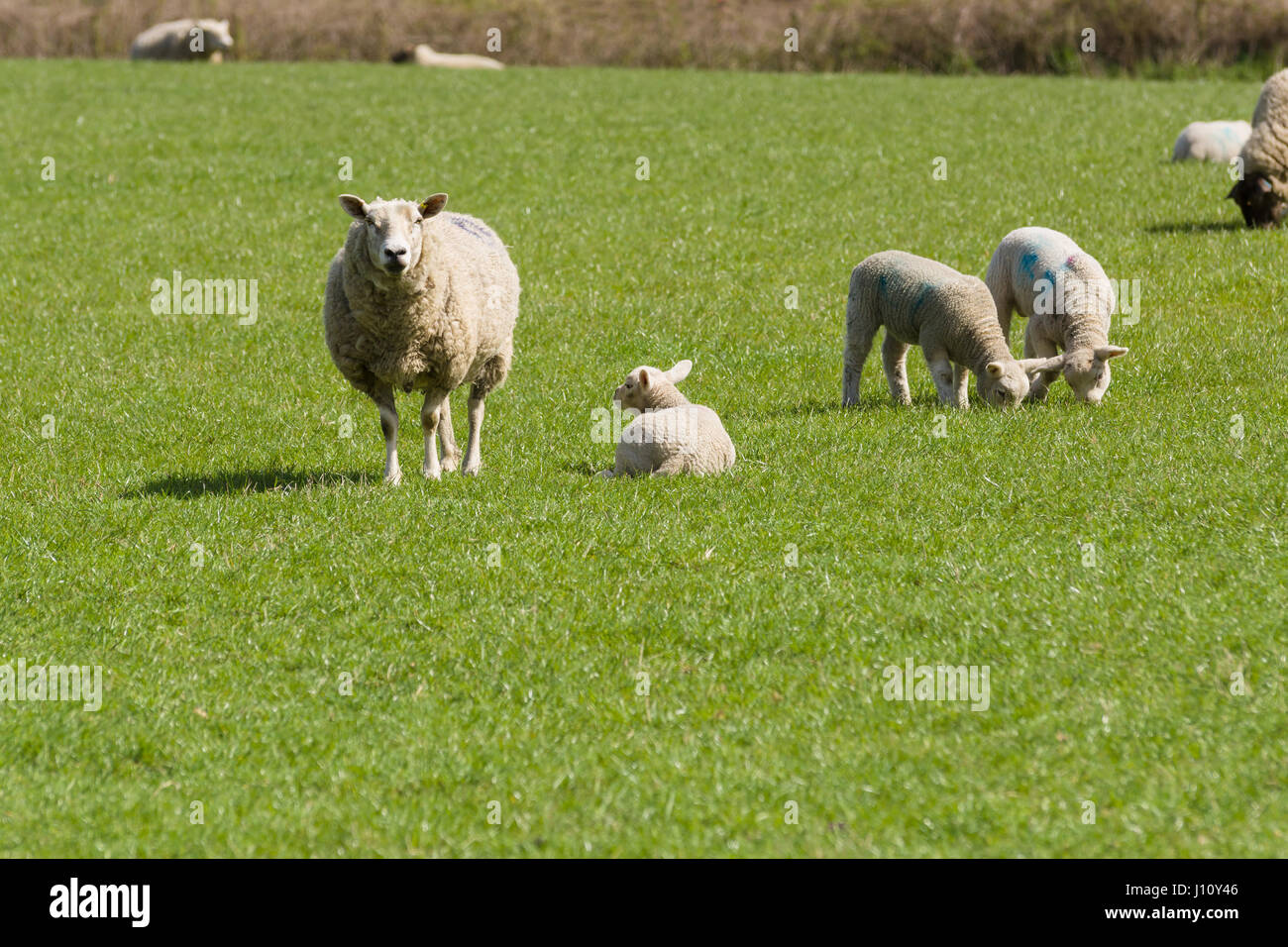 Oveja mantiene una atenta vigilancia mientras ella sola cordero descansa en una pradera de hierba en Inglaterra rural Foto de stock