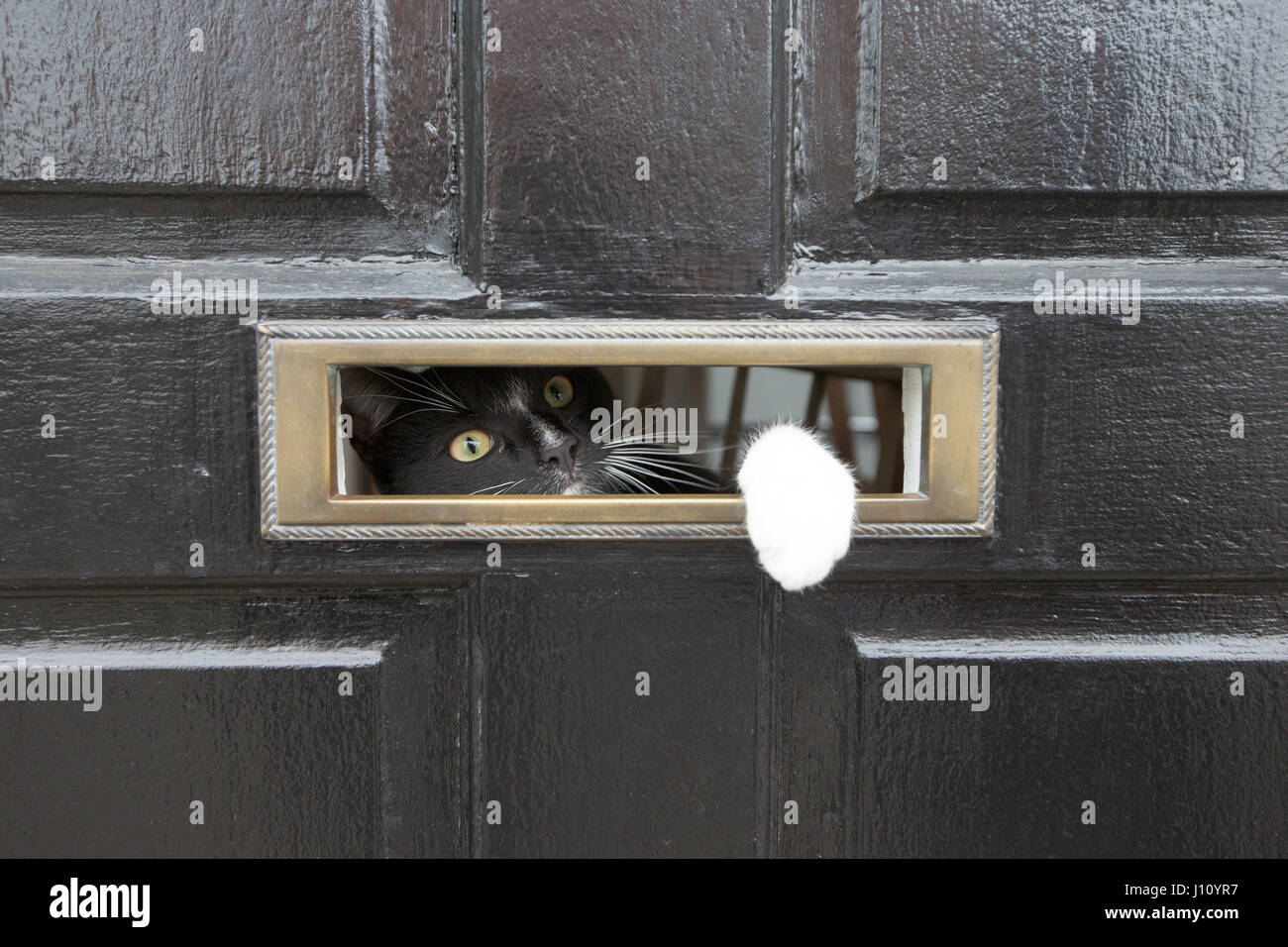 Un gato mirando a través de un buzón Foto de stock