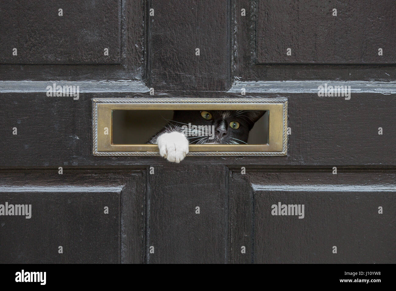Un gato mirando a través de un buzón Foto de stock