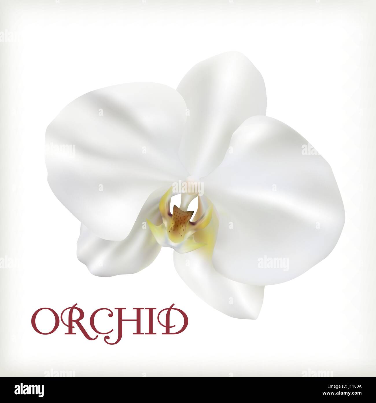 Flor Blanca orchid Ilustración del Vector