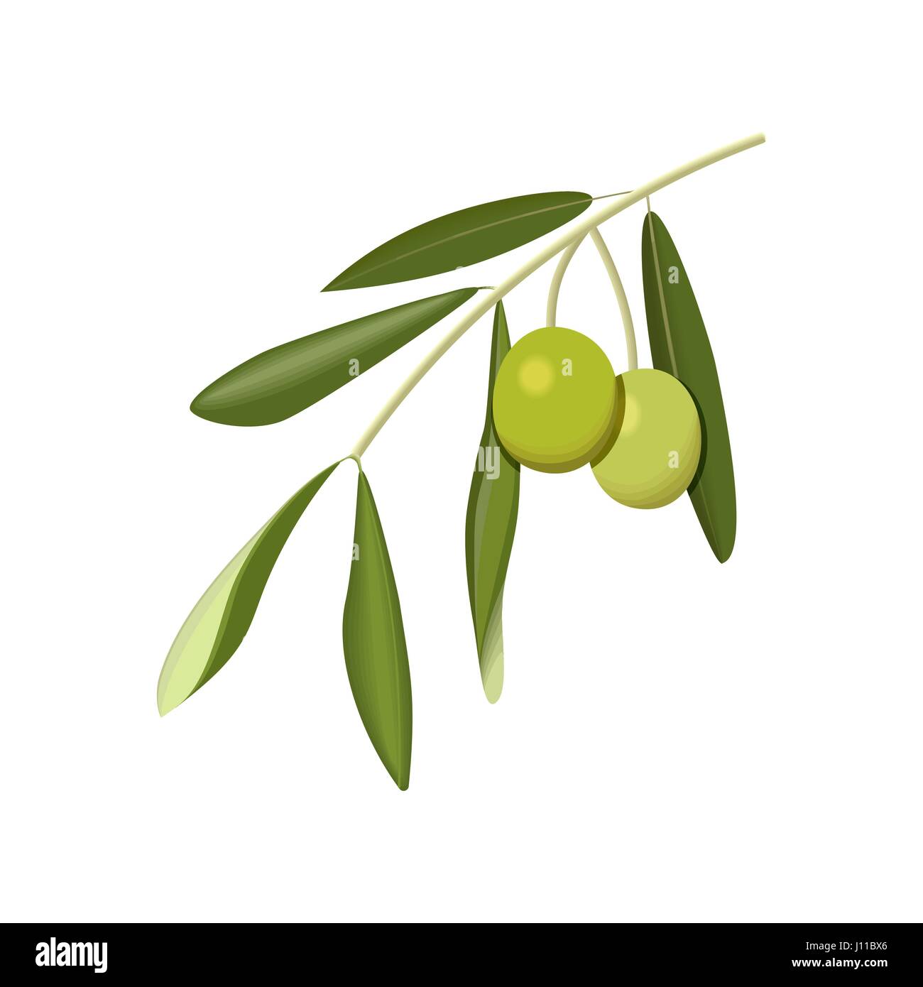 Rama de Olivo con aceitunas verdes sobre fondo blanco aislado Ilustración del Vector