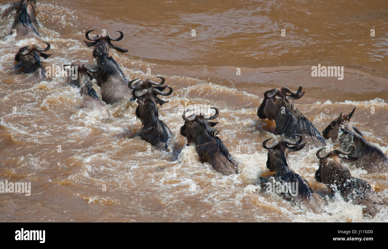 Los ñus cruzan el río Mara. Gran Migración. Kenya. La República Unida de Tanzanía. El Parque Nacional de Masai Mara. Una excelente ilustración. Foto de stock