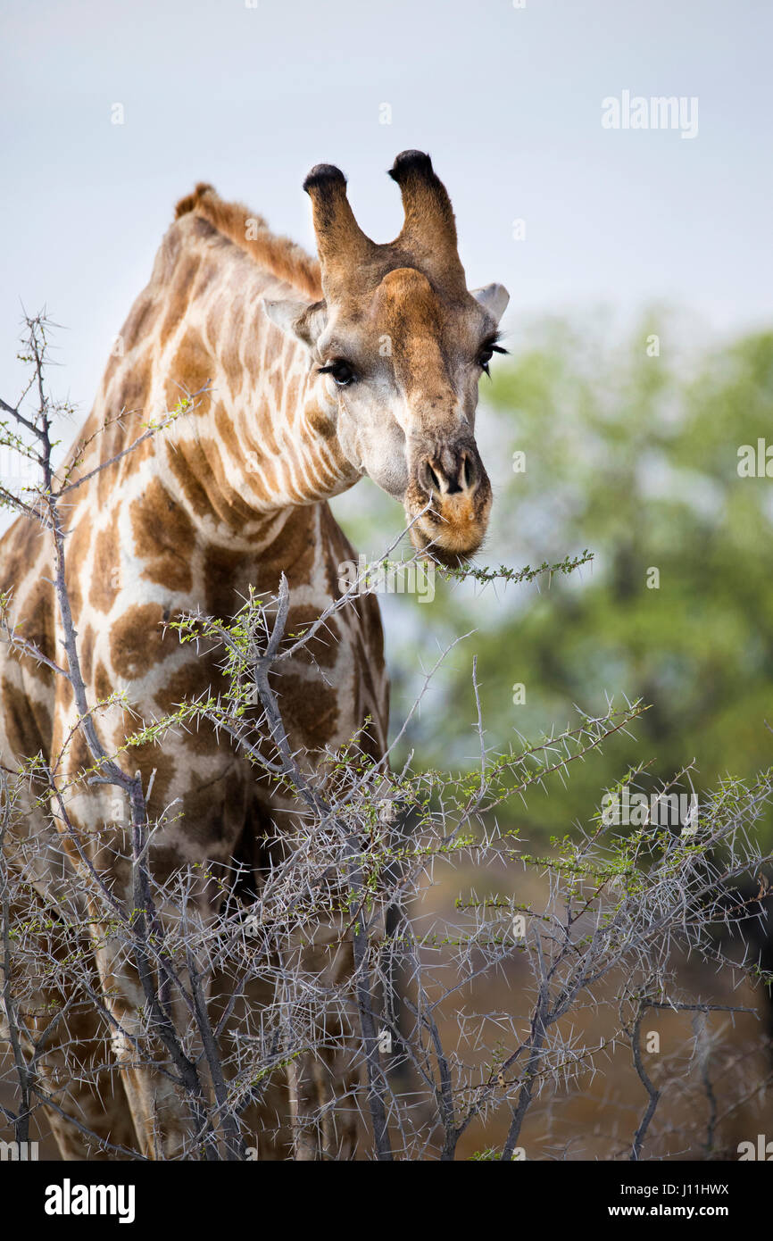 Jirafas, Giraffa angoleño giraffa angolensis, Parque Nacional de Etosha, Namibia, por Monika Hrdinova/Dembinsky Foto Assoc Foto de stock