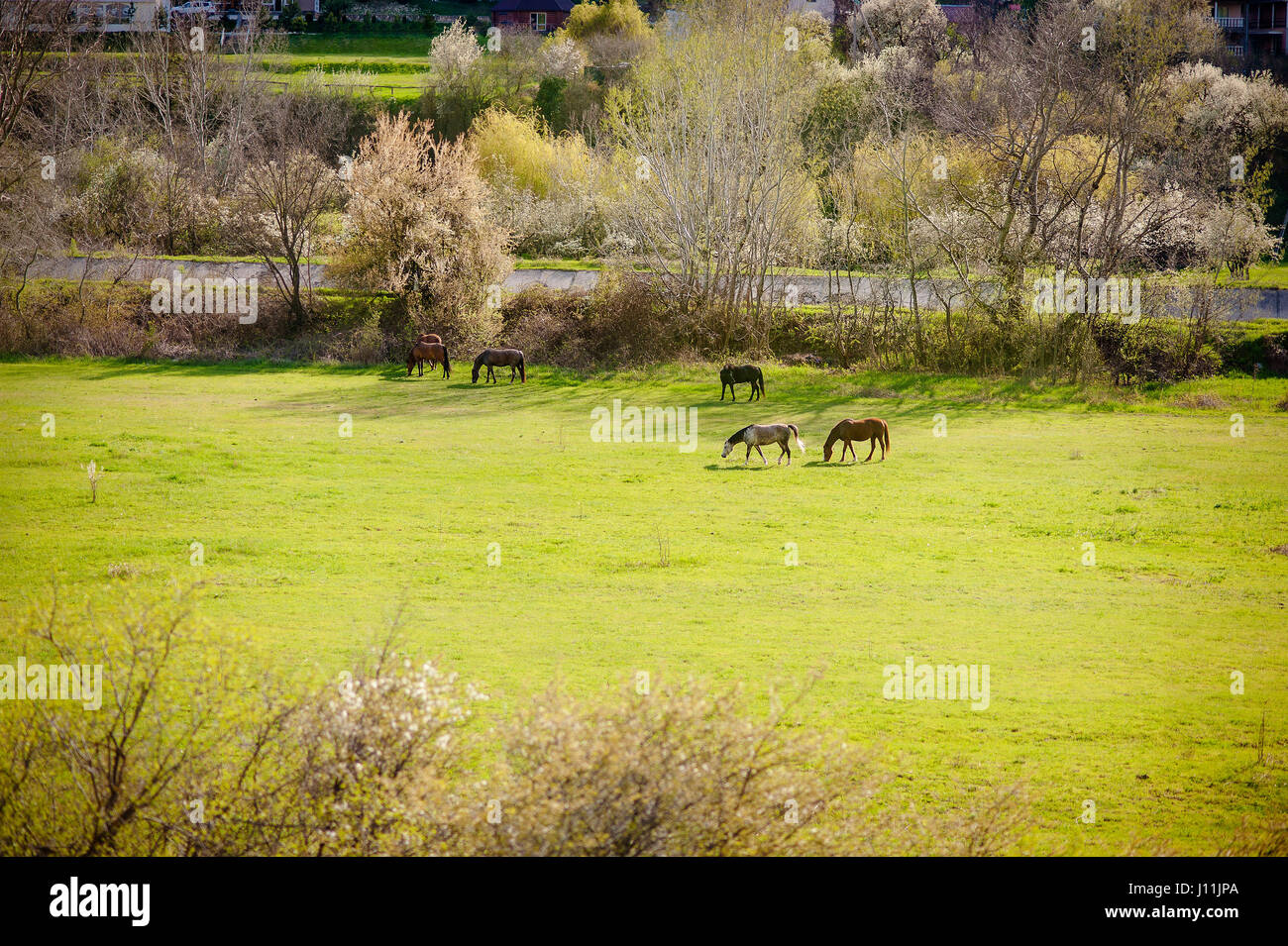 Los caballos pastan en un campo de hierba en Inglaterra Foto de stock