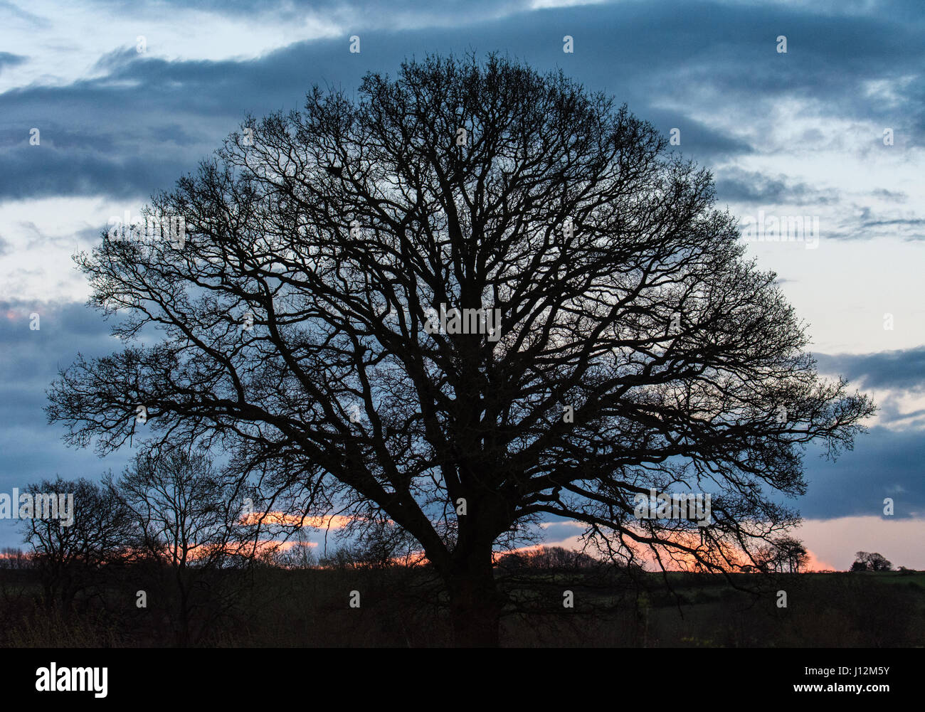 Árbol de hoja caduca en un muelle atardecer contra un cielo de Cotswold nubes Foto de stock