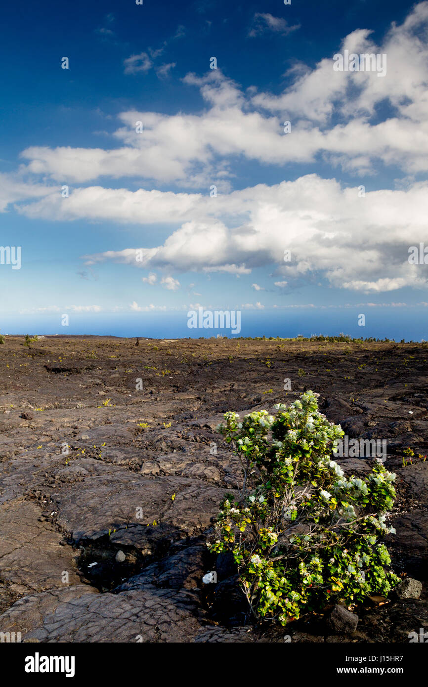 Un arbusto verde en un creciente flujo de lava solidificada en el Parque Nacional de Los Volcanes de Hawaii en Big Island, Hawaii, USA. Foto de stock