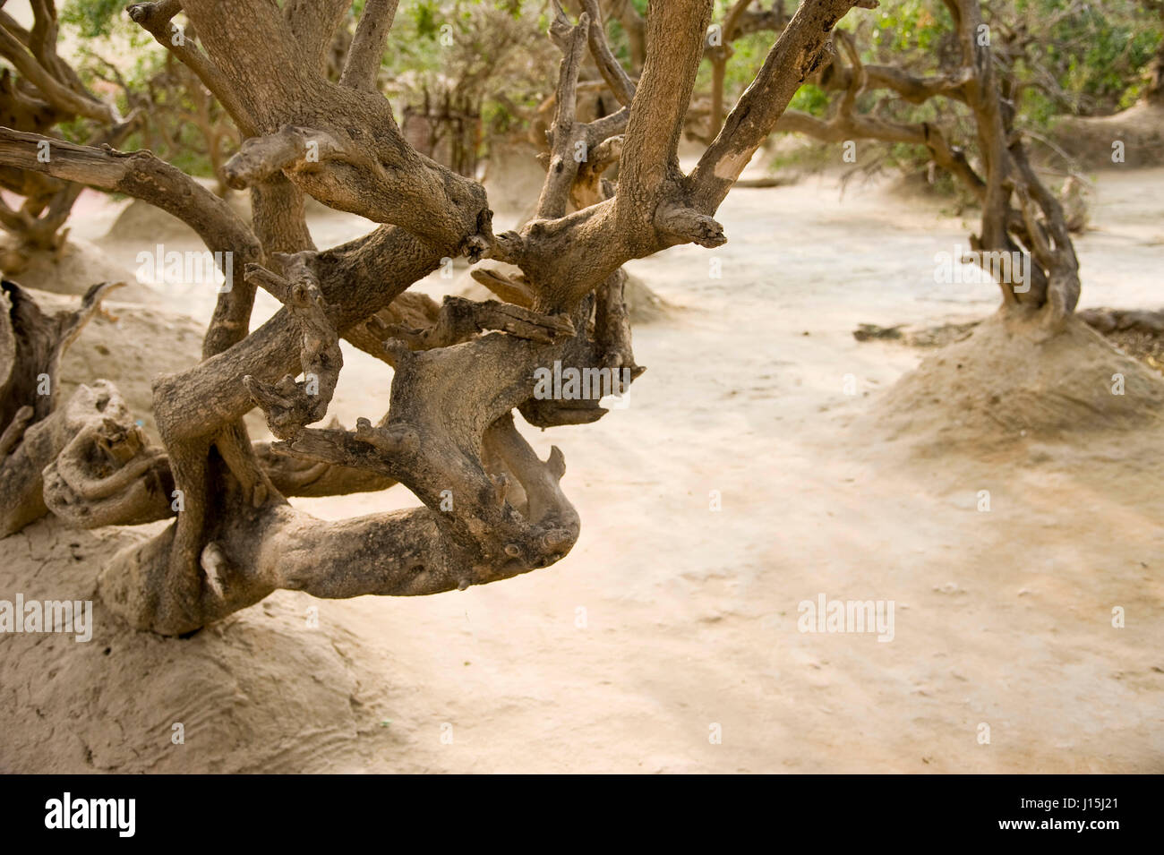 Árbol en nidhivan, vrindavan, Uttar Pradesh, India, Asia Foto de stock